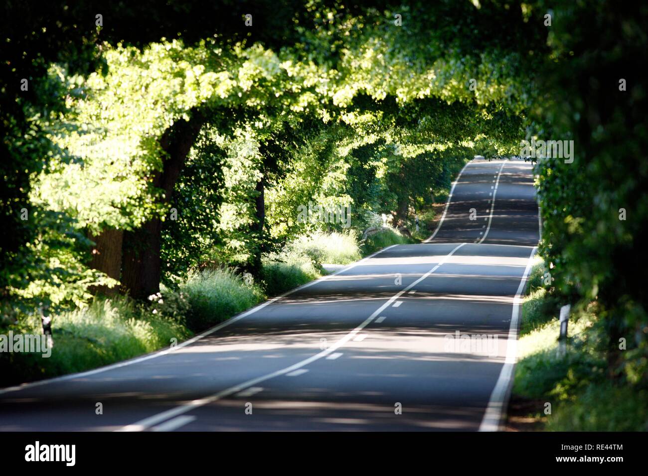 Strada di campagna, avenue, parte della Deutsche Alleenstrasse tedesco Avenue Road, tra Granitz e Putbus, Ruegen isola Foto Stock