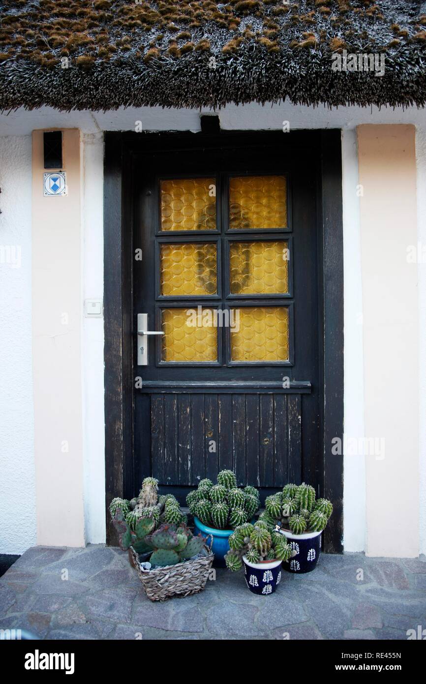 Cacti davanti a una porta, villaggio di pescatori Vitt a Cape Arkona, Ruegen isola, Meclemburgo-Pomerania Occidentale Foto Stock