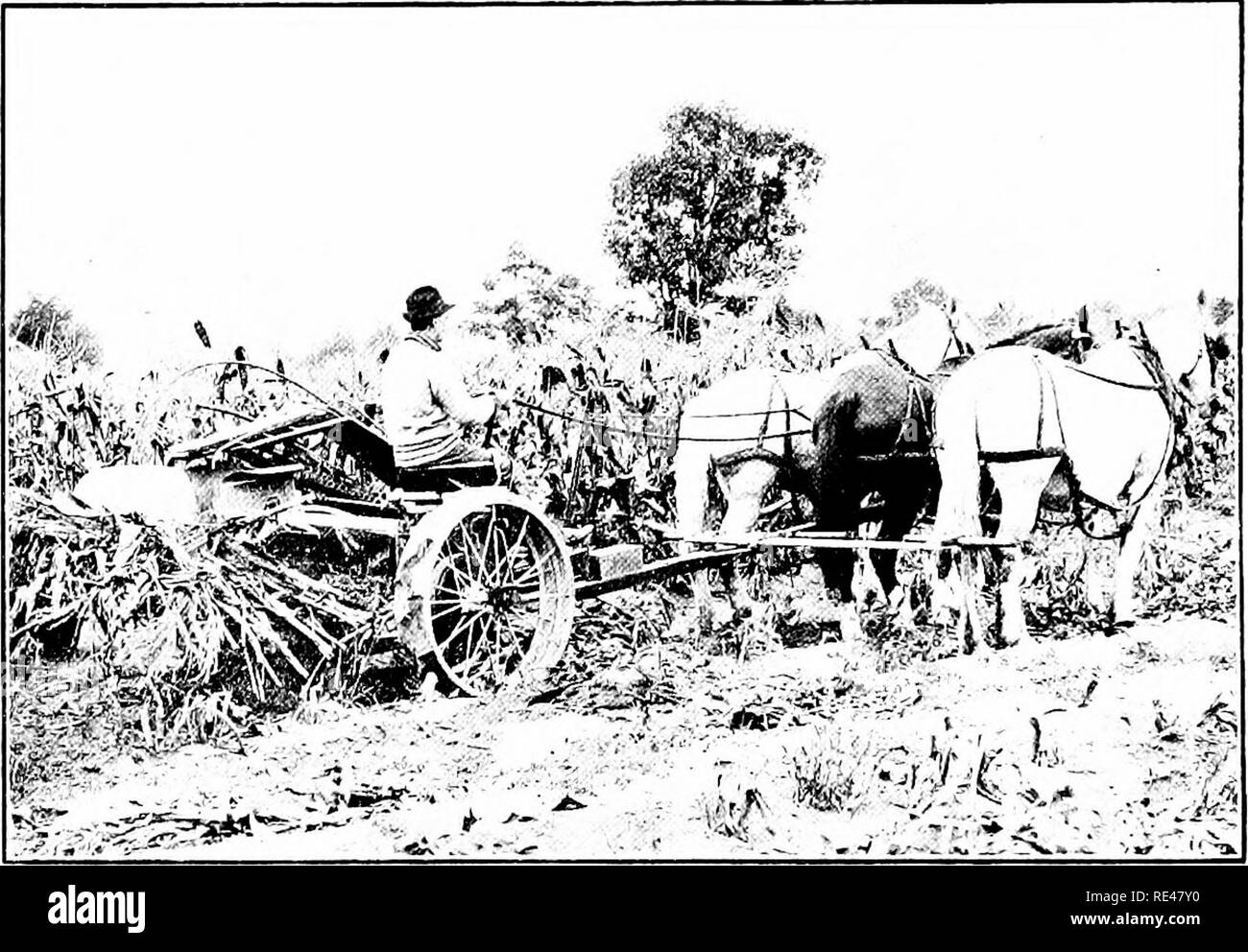 . Granturco; la sua storia, la coltivazione e la manipolazione e per usi, con particolare riferimento al Sud Africa; un libro di testo per gli agricoltori, gli studenti di agricoltura e insegnanti di studio della natura. Il mais; mais. 4 68 granturco CHAP. XI. come esso è legato viene scaricata a terra. Due o tre uomini seguire e shock il mais, cioè insieme le pulegge scanalate fino in forma di stooks o, in quanto essi sono di solito chiamati, shock. I leganti di mais pesare da 1.400 a 1.800 libbre ; " parlando in generale, quelle di peso nel quartiere di 1.500 libbre hanno avuto il massimo successo, questo peso apparente per dare la giusta relazione tra la guida p Foto Stock . Granturco; la sua storia, la coltivazione e la manipolazione e per usi, con particolare riferimento al Sud Africa; un libro di testo per gli agricoltori, gli studenti di agricoltura e insegnanti di studio della natura. Il mais; mais. 4 68 granturco CHAP. XI. come esso è legato viene scaricata a terra. Due o tre uomini seguire e shock il mais, cioè insieme le pulegge scanalate fino in forma di stooks o, in quanto essi sono di solito chiamati, shock. I leganti di mais pesare da 1.400 a 1.800 libbre ; " parlando in generale, quelle di peso nel quartiere di 1.500 libbre hanno avuto il massimo successo, questo peso apparente per dare la giusta relazione tra la guida p Foto Stock