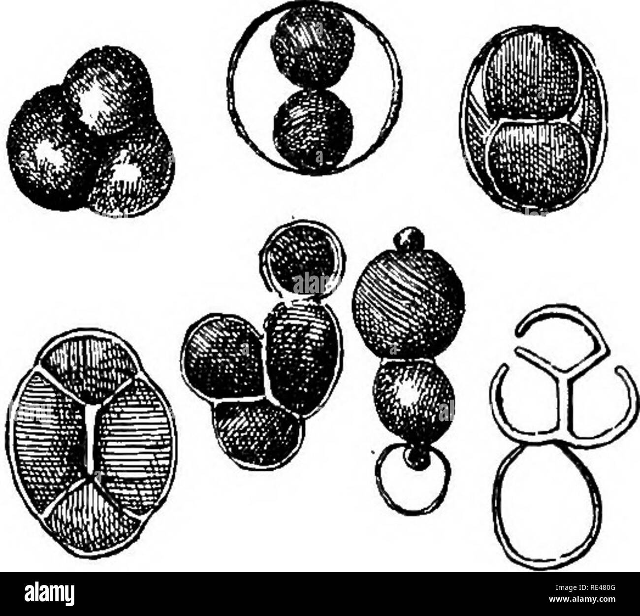 . Applied Bacteriology; un manuale introduttivo per l'uso di studenti, medici di salute, analisti e sanitarians. Batteriologia. Fig. 26.-Sacchabomyces Ceebvisi^. La fabbrica di birra di lievito. Esso cresce come arrotondata o leggermente ellissoidale, cellule che emettono piccole celle da germogliare. Le cellule sono. Fig. 27.-Sacchaeomycbs CEliBvisia:. (Fasi di sviluppo di delle ascospore.) da 8 a 9 /i di diametro, e si verificano sia singolarmente che in breve le catene. Spore si verificano tre o quattro insieme in una madre-cella 4 a 5 /^ in diametro.. Si prega di notare che queste immagini vengono estratte dalla pagina sottoposta a scansione immagini che m Foto Stock