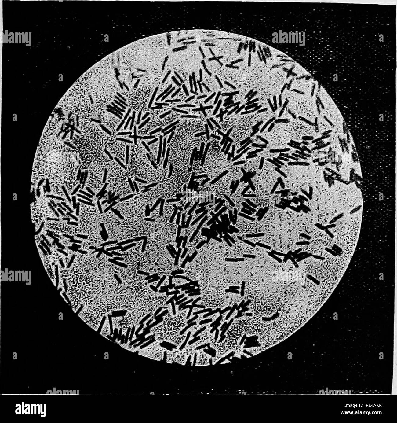 . I batteri e i loro prodotti. Batteriologia. Che cosa sono i batteri ? 39 a circa due volte il suo diametro è di solito parla come di un Bacillus :: la lunghezza di un Bacillus può essere otto o dieci volte il diametro che varia tra i/" per 2;.. In alcuni casi questi batteri assumere la forma di brevi stout fusi o dei limoni, specialmente durante la fase di formazione di spore, quando essi sono. Foto-micrografia di Proteus vulgaris Bacillus, sotto forma di aste a breve, x looo. parlato di come il Clostridium forme, di cui un estremamente buon esempio è le spore di Bacillus cuscinetto butyricus. Bacilli aumento in lunghezza e, Foto Stock