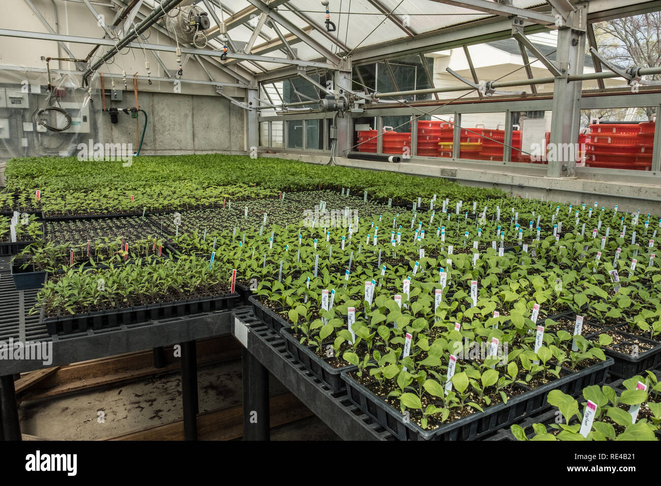 Appartamenti di piante vegetali in un gtreenhouse Foto Stock
