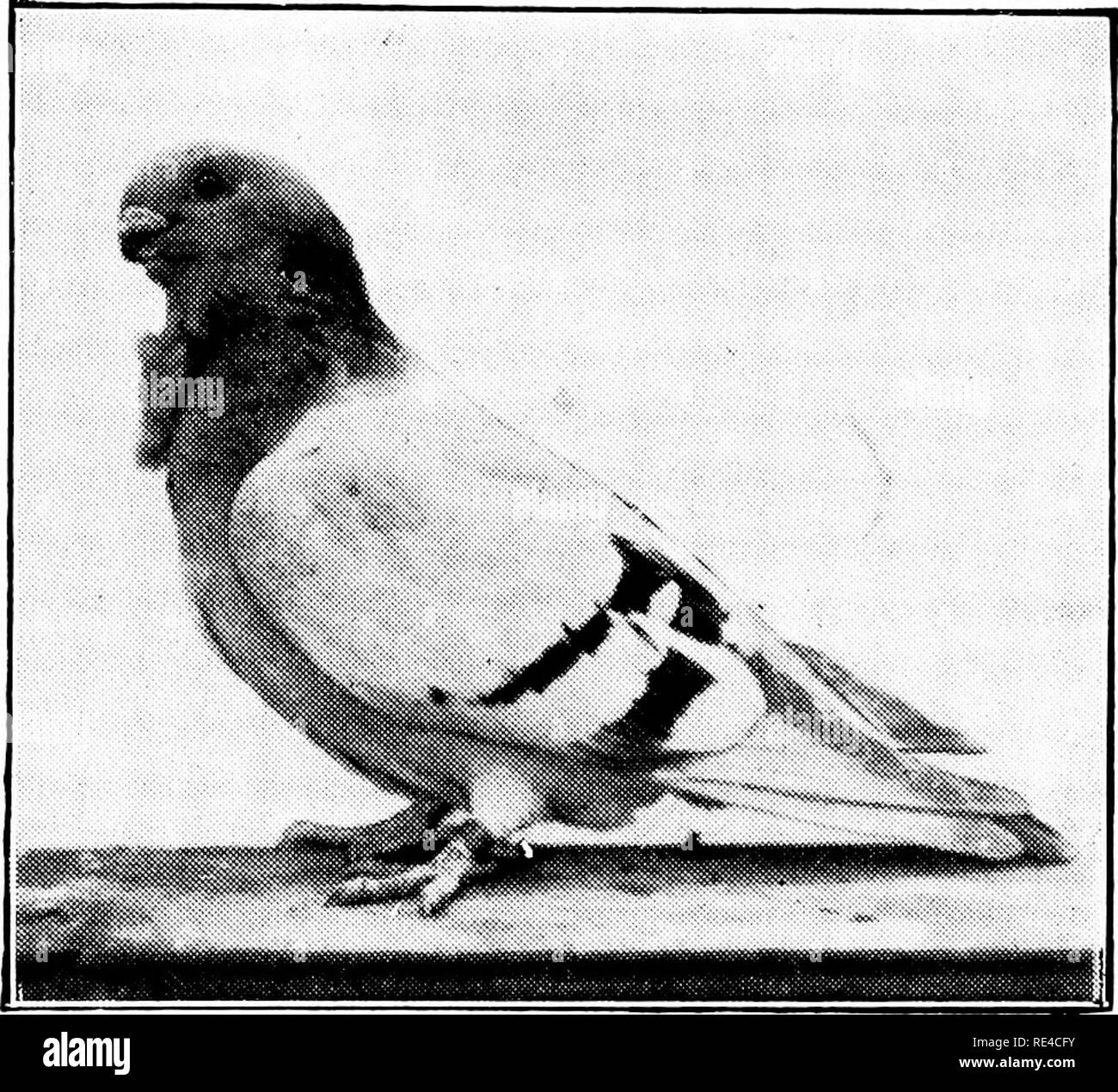 . Piccioni e tutte le informazioni su di essi. I piccioni. 1917 Argento Inglese Owl gallina. Vincitore, come un giovane della 1a Manchester (E.O.C. Visualizza) ed è un discendente del sig. Brayshaw il famoso trofeo Esquilant gallina. La proprietà del sig. Harry Tattersall.. Si prega di notare che queste immagini vengono estratte dalla pagina sottoposta a scansione di immagini che possono essere state migliorate digitalmente per la leggibilità - Colorazione e aspetto di queste illustrazioni potrebbero non perfettamente assomigliano al lavoro originale. House, Charles Arthur. Bradford, Eng. , Piccioni e Piccione Mondo Foto Stock