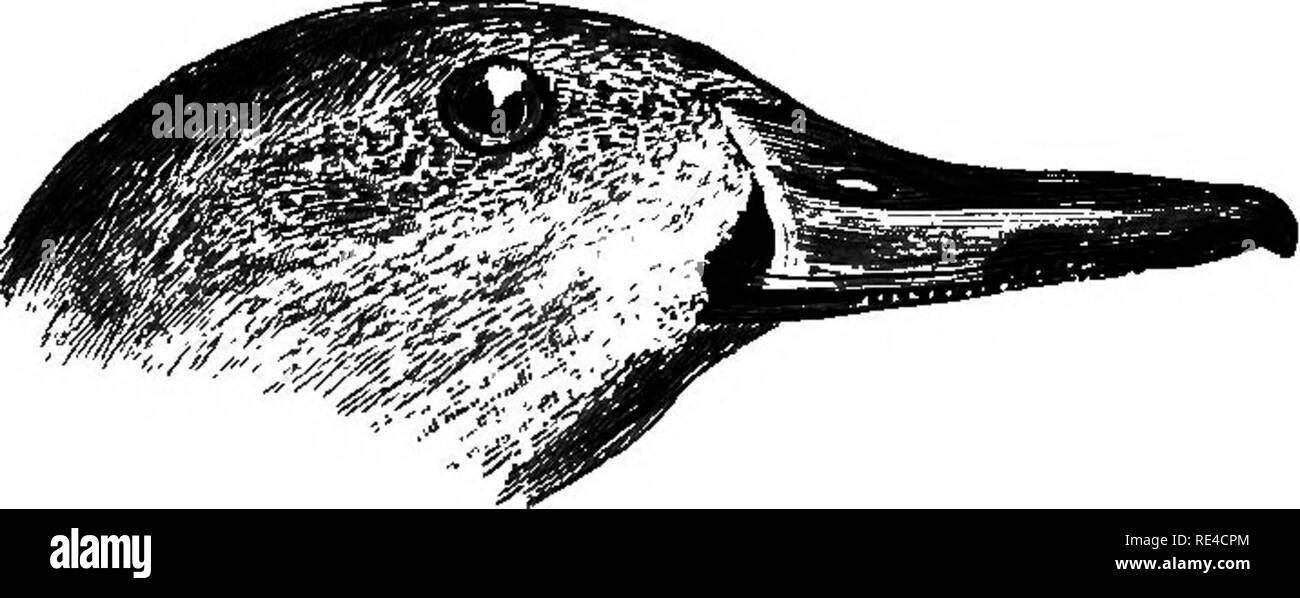 . Gli uccelli. Gli uccelli. 448 ANATID^. Ooloration. Maschio. Testa e superiore del collo anteriore umber-browDr con una brillantezza viola su ciascun lato dell'occipite; hind collo nero, una banda bianca da ciascun lato della nuca giù per il collo che unisce il bianco delle parti inferiori; abbassare hind collo, schiena, gli scapolari più brevi e i lati del corpo finemente sbarrate e vermiculated con nero e bianco; gli scapolari più foglie lanceolate e vellutato nero, bordato con luce marrone ; coda superiore-converte bordato di nero con il grigio e il nero più lunga sul web esterno, grigio sulla parte interna ; median long tail-piume nere, le piume esterno marrone; ali brow grigiastro Foto Stock