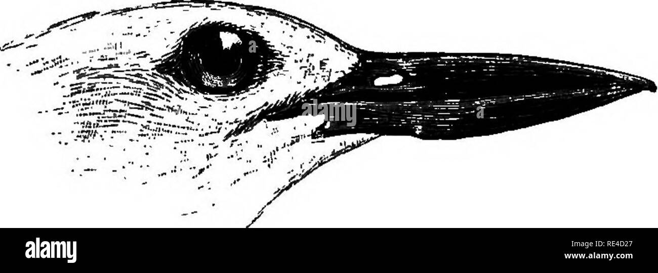 . Gli uccelli. Gli uccelli. GLAEEOLIDJE. 209 Il retro è diventato nero le parti superiori spesso conservano un perlacea- tonalità di grigio. Bill nero; irides marrone intenso; gambe e piedi glaucous pallidi blu (Hume). Lunghezza 16; luci di coda 2-8; ala 8-25; tarso 3-7; bill da capo 2'75. Fig. 46.-capo di D. ardeola. -J. La distribuzione. Asiatica e africana di sponde dell'Oceano Indiano a ovest della penisola malese, inclusi il Golfo Persico e il mare di EED. Enti locali in tutta la riva di India e Ceylon e sulle isole del golfo del Bengala, il Laccadives, &amp;c. Abitudini, 4rc. Il Crab-Plover mantiene al mare o il margine di sale lak Foto Stock