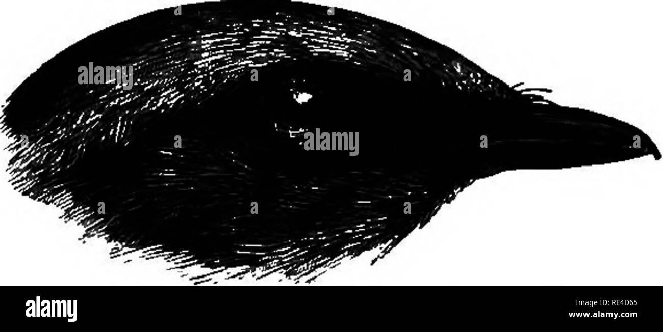 . Gli uccelli. Gli uccelli. 492 IiAJSUDM. Oeblepyria lugubris, Sundev.Phi/sioffr. Sdlhh. Tidskr. 70!. I (1837-38); id. A. M. N. H. (1), XVIII, p. 109 (1846). Oampophaga fimbriata (Temm.), Blyth, Cat. p. 191; H&lt;yrrf. Sf M. Cat. 1, p. 176. Volvocivora melanura, Hartl. J.f. 0.1865, pag. 162. Campephaga lugubris (Sundev.), Sharpe, Cat. B. M. IV, p. 65. Oampophaga melanoschista {Sodgs.), Oates in Hume's N. 8f E. 2° ed.i,p. 34-5. Kahasi, Beng.. Fig. 144.-capo di C. melanosohista. Colorazione. Maschio. Tutto il piumaggio scuro grigio bluastro ; le ali e la coda nera, quest'ultimo la punta di bianco. Femmina. "Quando completamente Foto Stock