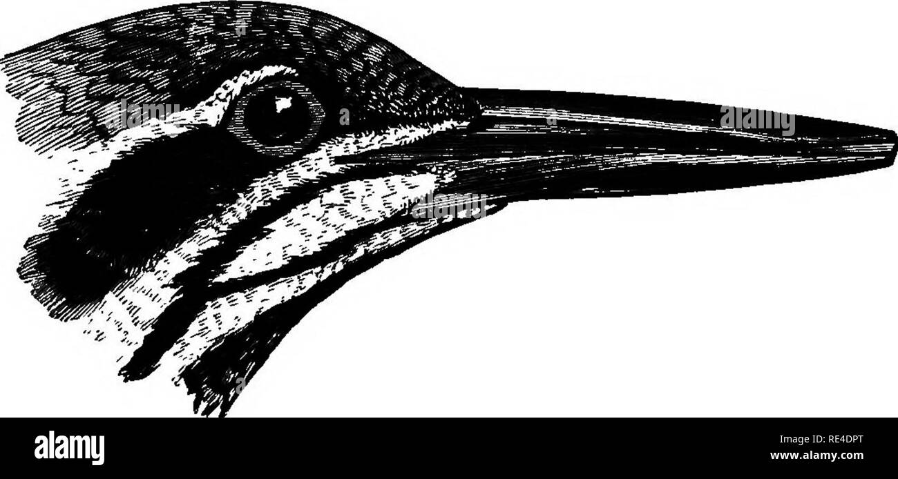 . Gli uccelli. Gli uccelli. 66 PICID^. Ohrysocolaptes sultaneus, Blyth, Cat. p. 55 ; id. Ois, 1866, p. 355: Horsf. f M. Cat. II, p. 663; JeriUm, B. 1.1, p. 281; td^ Ibis, 1872 p. 8: Hume £ r Oates, S. F. III, p. 64; Armstrong, S.F. IV, p. diU fe^^e 8f IngUs, S. F. v, p. 26; Hume Dav sr. S. F. VI, pag. 133 Hume, Cat. 166; ^jwiersora, Tmnan Fxped., Aves, p. 0"4 Vidal. S. F. IX, p. 52 ; Hume, S.. F. XI, p. 61. Indo^eus^ultau^noi (fib&LT;^.") e I. delesserti, M"/A. iWM. 4ca&LT;?. Ch^BOMlapto^deL^sexti, 5?s/t*, Ibis, 1866, p. 355; Sume, &AMP; F. Ui, p. el; Bourdillon, 8. F. IV, p. 389; Fmrbmk,8. F y, p."366; ^ Foto Stock