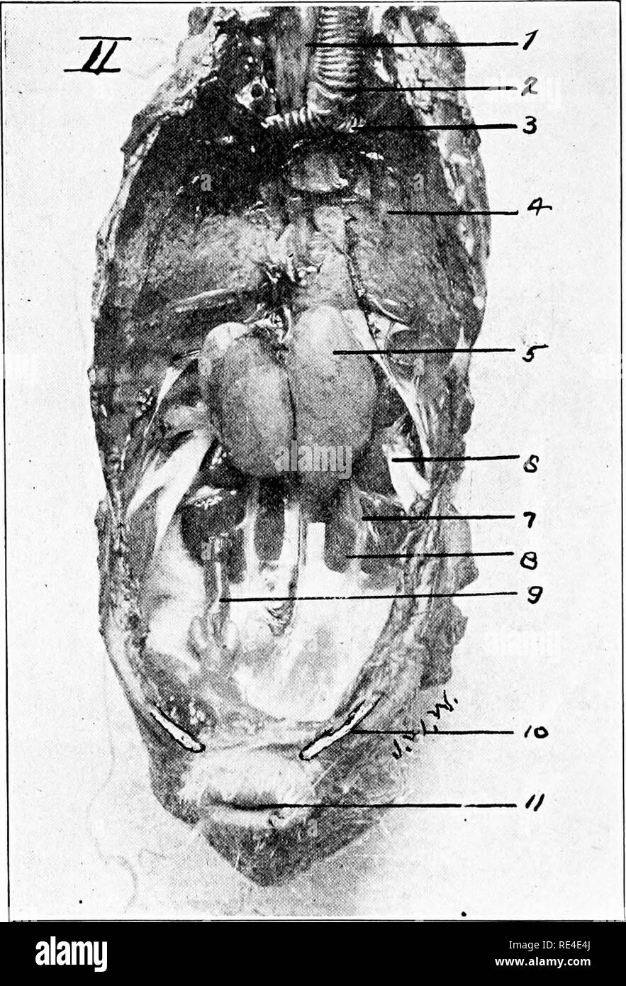 . Seduta americano di cultura; un lavoro pratico sulla cultura della seduta che coprono ogni fase del sollevamento, alloggiamento e commercializzazione di cuscini. I piccioni. 146 > AMERICANO LA CULTURA DELLA SEDUTA. maIjE pigeon 1,-Aesophagus 7.-uretere 2.-trachea 8.-Vas Deferens 3.-tubo bronchiale 9.-retto 4.-polmone 10.-ossa di sfiato 5.-testicolo 11.-ano 6.-RENE ,. Si prega di notare che queste immagini vengono estratte dalla pagina sottoposta a scansione di immagini che possono essere state migliorate digitalmente per la leggibilità - Colorazione e aspetto di queste illustrazioni potrebbero non perfettamente assomigliano al lavoro originale. Eggleston, Ernest H. Warrenton, Mo. , American Pigeon Jour Foto Stock
