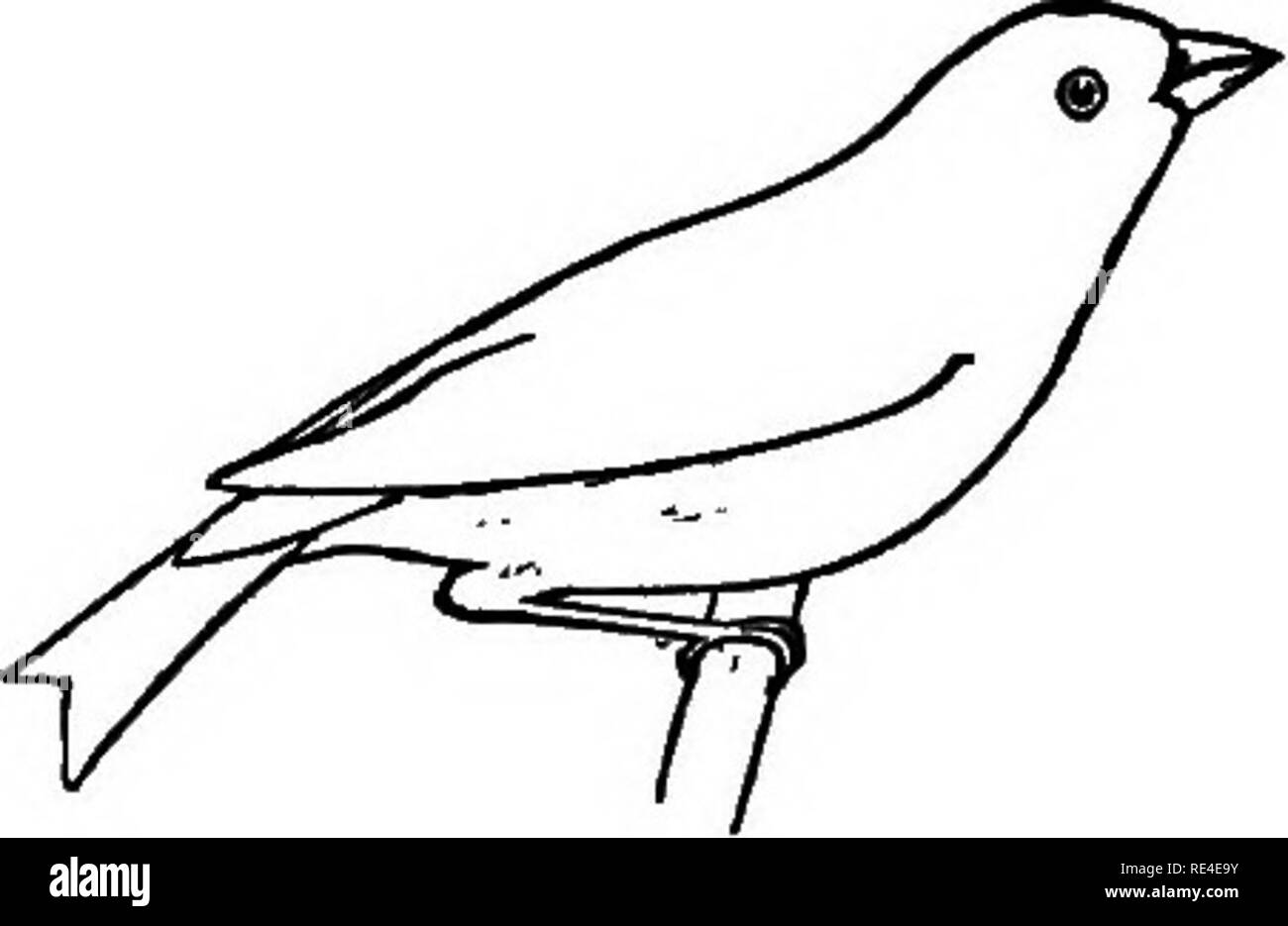 . La terra-uccelli e gioco-uccelli del New England con descrizioni degli uccelli, i nidi e le uova, le loro abitudini e note. Gli uccelli. Fringuelli. 179 rappresentavano unicamente da una differenza di gusto, poiché entrambe le specie che popolano mucb stesse regioni. Certamente la natura ha creato molto per amore dell uomo gradevole per varietà da soli. d. Il Pino Grosbeaks hanno una caratteristica nota singola, un forte e chiaro, ma un po' plaintive fischio che spesso viene ripetuto diverse volte e anche qualche subì fischietti, non udibile in qualsiasi grande distanza. Vorrei qui citare brevemente dal mio ufficiale. " Marzo 13,1875. Questo m Foto Stock