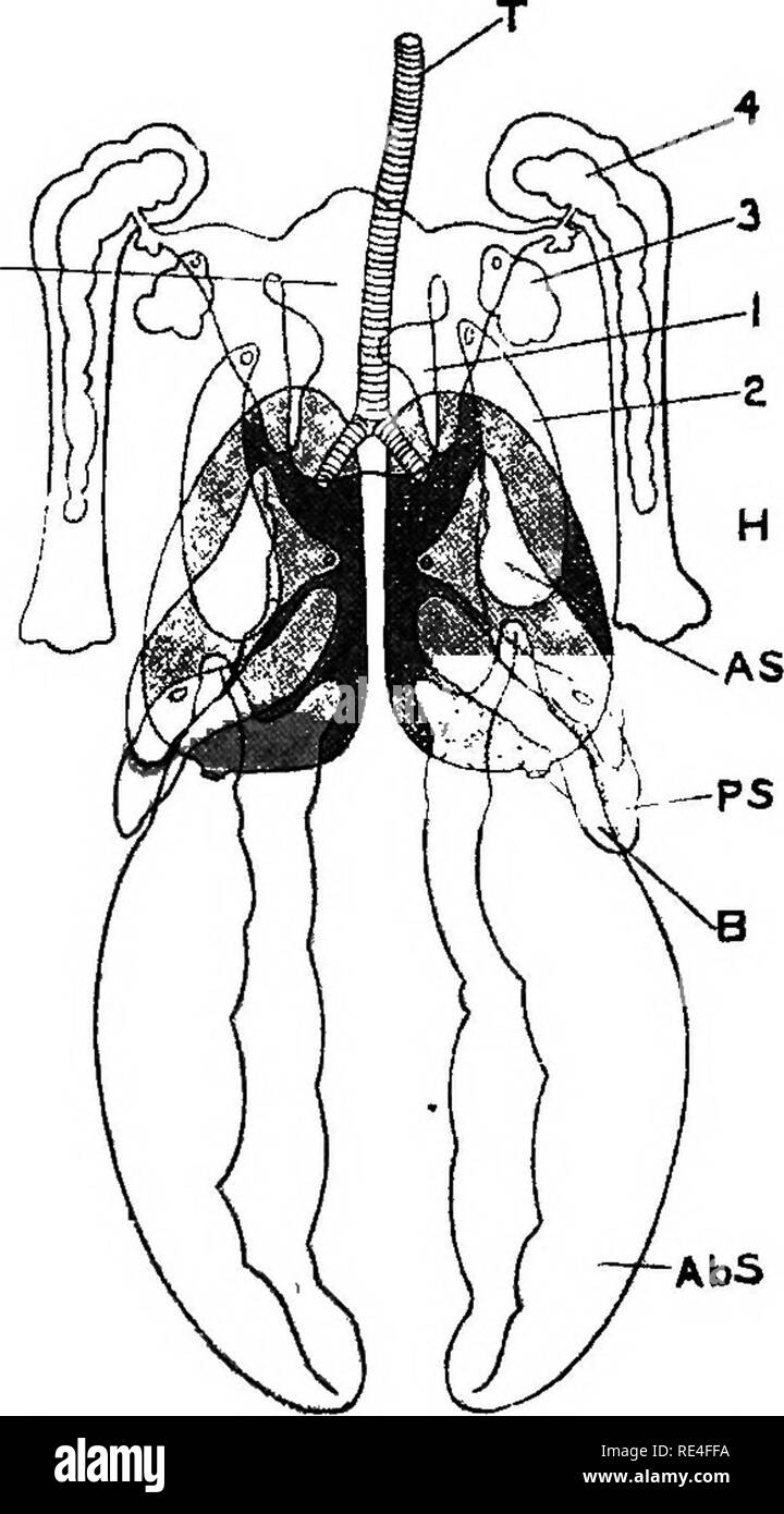. La struttura e la vita degli uccelli. Gli uccelli; evoluzione. 8O LA STRUTTURA E LA VITA DEGLI UCCELLI CHAP. più lavoro, in proporzione alle dimensioni del suo corpo, fuori del suo estremamente piccolo e leggero nei polmoni di un uomo può fuori del suo lontano apparecchiatura più pesante. Uno qualsiasi che ICS. Fig. 23-Schema dopo Heider. Aria-sacchi ad eccezione di cervicale, Tlie polmoni sono di colore scuro. Abs, sacco addominale ; come, toracica anteriore ; b, ingresso di membrana bronchiale ; h, Omero; ics, interclavicular sack, trachea circostante; e io, z, 3, 4, le sue estensioni; 2 si apre tra i muscoli pettorali; ps, toracica posteriore sacco ; t, trachea. Foto Stock