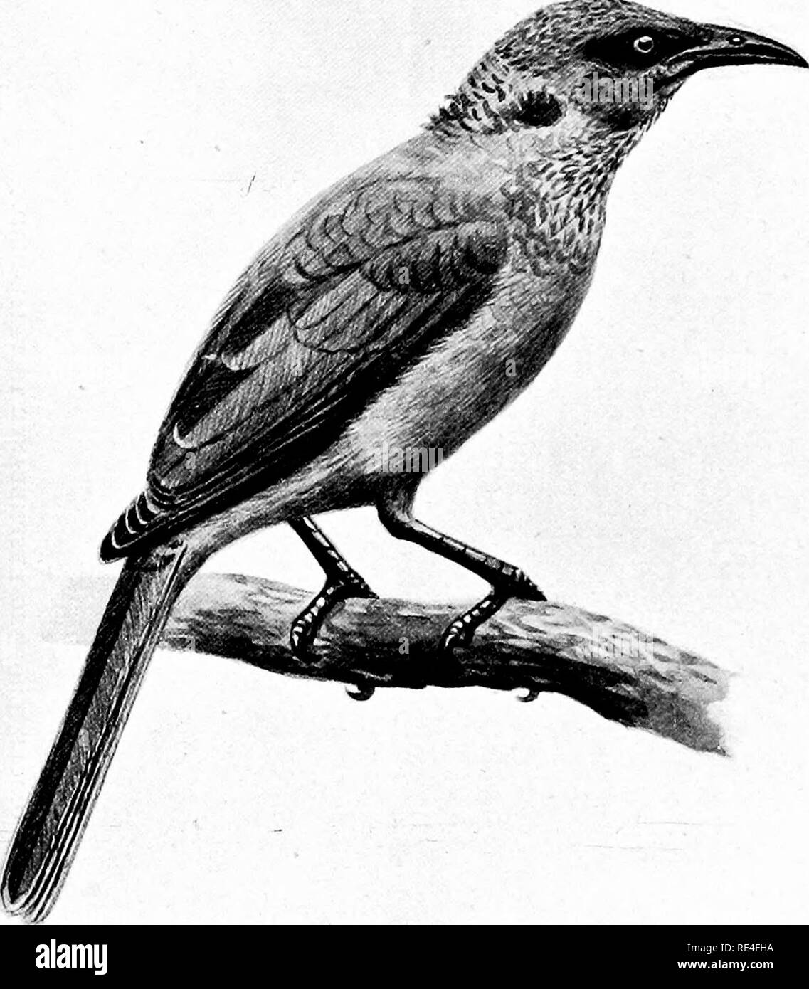 . Il comportamento degli uccelli e psichica fisiologica. Gli uccelli. Frate EOURU-BIRD, la testa in questa grande miele-eater è sfumati, ma più tipiche di frate-uccelli sono calvo, donde il nome dato loro.. Si prega di notare che queste immagini vengono estratte dalla pagina sottoposta a scansione di immagini che possono essere state migliorate digitalmente per la leggibilità - Colorazione e aspetto di queste illustrazioni potrebbero non perfettamente assomigliano al lavoro originale. Finn, Frank, 1868-1932. New York, Dodd, idromele e la società Foto Stock