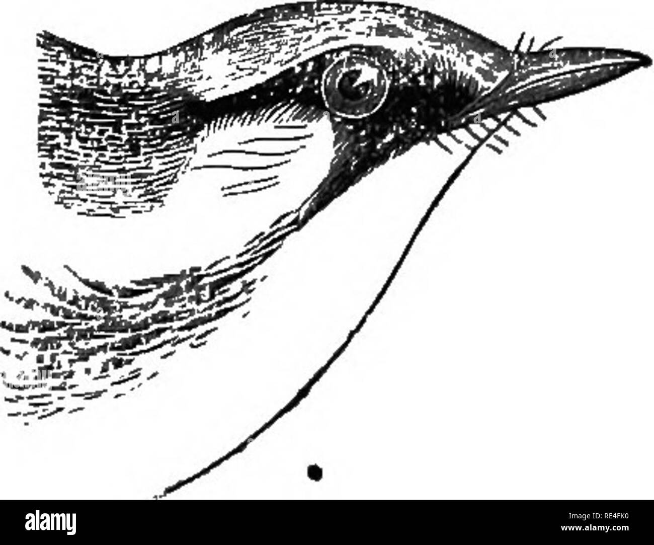 . Gli uccelli di Indiana; un catalogo descrittivo degli uccelli che sono stati osservati all'interno dello Stato, con un conto delle loro abitudini. Gli uccelli. 1056 Eepoet di stato geologo. ramoscelli e circa la fioritura, sono come Vireos, esaminare entrambi i lati di ogni leai, e l'interno come pure il al di fuori di ogni fiore; sui grandi arti, essi possono essere spesso scambiato per il bianco e nero trillo, tali adepti sono come liane. Con tutte queste caratteristiche, sono eccellenti general-purpose uccelli, come insetto- catturatori. *270. (659). Dendroica pennsylvanica (Linn.). Chestnut facciate trillo.. Testa di ch Foto Stock . Gli uccelli di Indiana; un catalogo descrittivo degli uccelli che sono stati osservati all'interno dello Stato, con un conto delle loro abitudini. Gli uccelli. 1056 Eepoet di stato geologo. ramoscelli e circa la fioritura, sono come Vireos, esaminare entrambi i lati di ogni leai, e l'interno come pure il al di fuori di ogni fiore; sui grandi arti, essi possono essere spesso scambiato per il bianco e nero trillo, tali adepti sono come liane. Con tutte queste caratteristiche, sono eccellenti general-purpose uccelli, come insetto- catturatori. *270. (659). Dendroica pennsylvanica (Linn.). Chestnut facciate trillo.. Testa di ch Foto Stock