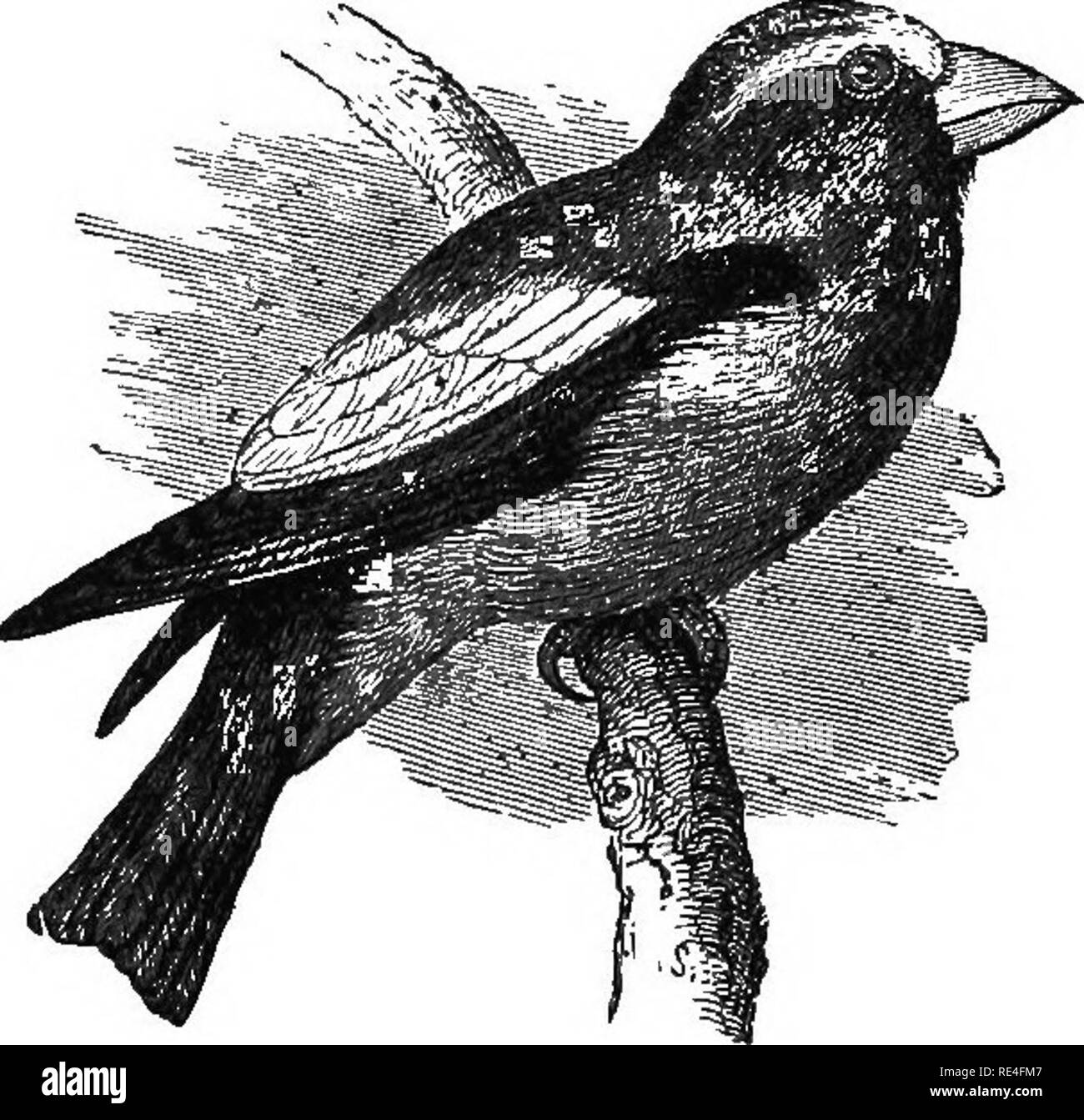 . Gli uccelli di Indiana; un catalogo descrittivo degli uccelli che sono stati osservati all'interno dello Stato, con un conto delle loro abitudini. Gli uccelli. BiHDS OP Indiana. 911 118. Genere COCCOTHBAUSTES Brisson. Sottogenere Hespehiphona Bonaparte. 196. (514). Coccothraustes vespertinus (Coop.). Grosbeak sera.. Sera Grosbeak. (Redooed.) maschio.-sopra, oliTe-marrone; la linea over eye, fronte, ala converte e scamone, giallo; corona, primarie e coda, nero; secondarie, perlopiù bianco; di seguito, giallastro, oscuramento di oliva-marrone sulla gola; coda esterna di piume e talvolta più o meno bianco; bill, molto grandi, gre Foto Stock