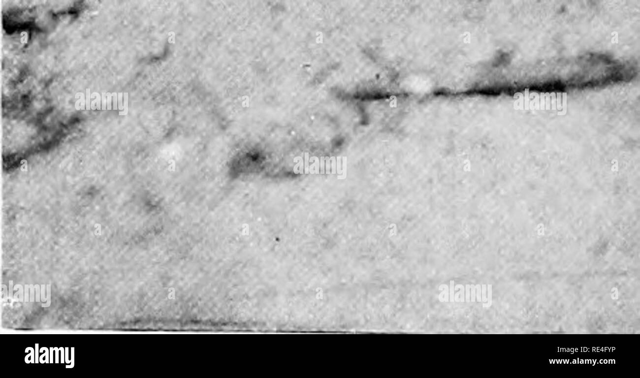 . Studi familiari degli uccelli selvatici, loro tormenta e abitudini. Gli uccelli e la fotografia di uccelli. ' ' Â Â"Â"3*'^ &gt;v "&LT;; J - â ¢ â¢Â"Â"., N. TERN graziosamente piegando le sue ali. Si prega di notare che queste immagini vengono estratte dalla pagina sottoposta a scansione di immagini che possono essere state migliorate digitalmente per la leggibilità - Colorazione e aspetto di queste illustrazioni potrebbero non perfettamente assomigliano al lavoro originale. Whitman, Frank Nunn, 1888-. Boston, R. G. Badger Foto Stock