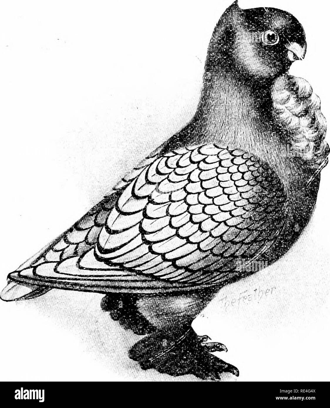 . La piuma di piccione pratico libro. I piccioni. Nero-LEGARE BLONDINETTE questo uccello è un discendente del Safinette, e sia come nei segni della coda e sulle spalle. È della famiglia Turbit ed è del tutto molto-molto-pensiero-di uccello per mostrare scopi, essere attraente del piumaggio e prelibate in termini di dimensioni e di trasporto. 145. Si prega di notare che queste immagini vengono estratte dalla pagina sottoposta a scansione di immagini che possono essere state migliorate digitalmente per la leggibilità - Colorazione e aspetto di queste illustrazioni potrebbero non perfettamente assomigliano al lavoro originale. Lungo, J. C. Washington, D. C. , Geo. E. Howard Foto Stock