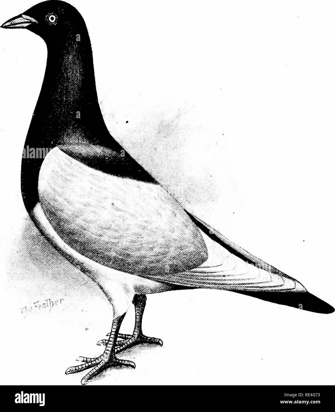 . La piuma di piccione pratico libro. I piccioni. Gazza nero uno dei più belli della nostra varietà di giocattoli di piccioni è . Senza dubbio la gazza. Originari di sbarramento rotante, è diventata ora una classe distinta dalla stessa con molti ammiratori. Si tratta di un piccolo uccello, snello e snake-simili, full- chested, con lunghi, corpo sottile e una vivace carrello. Testa, lunga; il cranio, depresso, ma non piatte, che curvano facilmente in tutte le direzioni; becco, salmone e oscurata la metà circa un pollice lungo; becco bargiglio, fine e piccole; EVE, o bianco perla, prominente, ma delicato; cere, piccola e luminosa di colore rosso o rosa; collo, "snakey;" ta Foto Stock