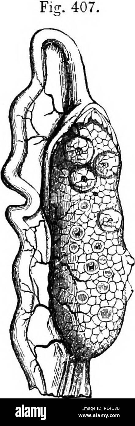 . La anatomia comparata degli animali domestici. Anatomia Veterinaria. 874 TEE OBNEBATIVE APFABATU3. Le vene sono di grande calibro, e formare un molto ricca rete intorno al premistoppa -l'hulb dell'ovaio ; esse terminano con la vena cava, vicino le vene renali. La i linfatici passano per le ghiandole sublumbar. I nervi emanano dal piccolo plesso mesenterica. Sviluppo.-l'ovaia di solipedi è di grandi dimensioni nel feto, essendo spesso quasi come Ifirge come nell'animale adulto. Diventa sprecato in animali di età. FtTNGTioNS.-l'organi produttivi del germe o Ovum, le ovaie sono testicoli di Foto Stock