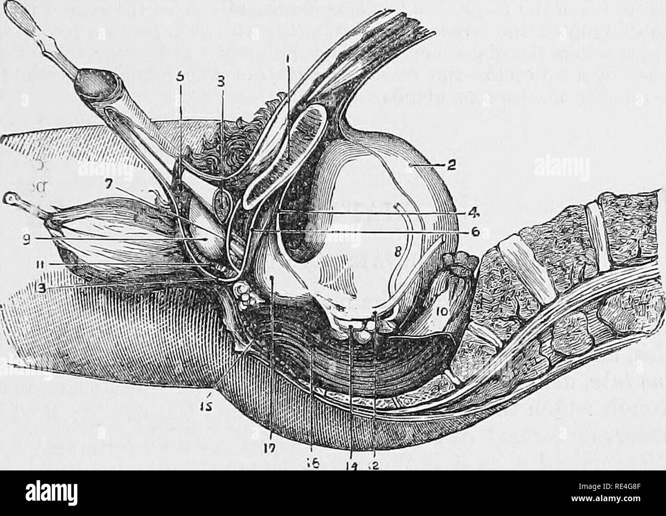 Solipedi . La anatomia comparata degli animali domestici. Anatomia Veterinaria ...