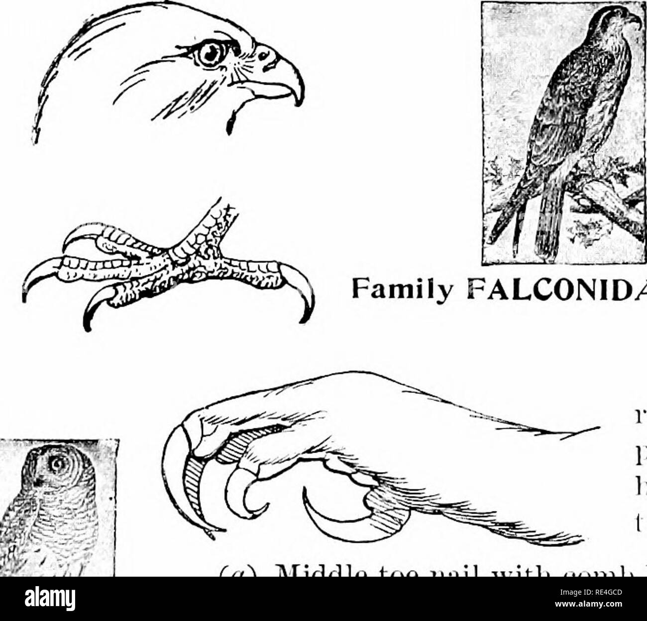 . Gli uccelli del Nord America orientale noto verificarsi in oriente del XIX meridian ... Gli uccelli. Famiglia FALCONID/E. Falchi, aquile, ecc. Vedere jiagelGl. Ea"cs, circondato liy disco irradiata di piume; jiluinage, soft; bill, liookeil; dita, armati witli lalons. (Rt) Medio punta chiodo con comli lilce a bordo. Famiglia STRIGID/E. I Barbagianni. Vedi pagina 181. (H) jNIiddle troppo senza il pettine-simili a bordo. Famiglia BUBONID/E. Cornuto gufi, Hoot Gufi. Vedere pagelSii. Dita, quattro, due davanti e due dietro (zygodactyl(!) ; le piume di coda, rigide e appuntite. Famiglia PICID/E. Picchi. Sec pagina 1',.)]. Si prega di notare che queste Foto Stock