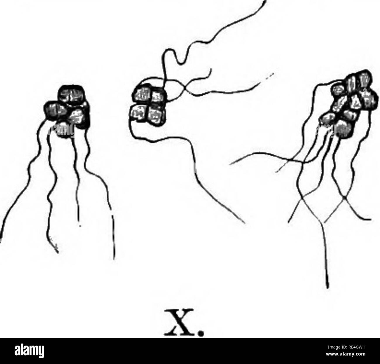 . Atlas e principi di batteriologia e libro di testo di speciali diagnosi batteriologica. Batteriologia. Piastra 6. Il Micrococcus luteus. Ferd. Cohn, alterate da Lehm. e Neum. I. gelatina stab, sei giorni a 22°. II. Piastra di gelatina, tre giorni a 22°. X 50. A sinistra, superficiale; a destra, una profonda colonia. III. Preparazione microscopica. X 1000. Da due giorni'-vecchia piastra di agar. Spesso il micrococci sono raggruppati in tetrads. IV. Piastra di agar, cinque giorni a 22°. Dimensione naturale. Le colonie sono talvolta più giallo. V. la cultura della patata, sei giorni a 22°. A volte si ha una lucentezza opaca. Sarcina pulmonum. Virch Foto Stock