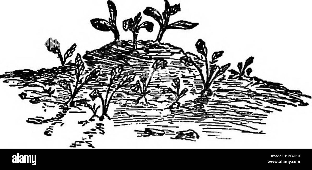 . Giardino dei profitti, big money in piccoli lotti. Giardinaggio di vegetale. Il denaro nel cortile posteriore 37 "seminare semi di ramolaccio il cetriolo e squash letti, e non si sarà turbato con i vitigni di essere mangiato da le strisce di bug. Come i ravanelli crescere, essi possono essere tirato per la tabella, per da quel momento. Impianto ladlshes intorno al melone, cetriolo e SQuash fatture. Outwoimswlll li attacco lathei che la più preziosa mel- ons - e se non vi sono i coleotteri striato circa, voi. saranno i gainer bsr che molti ravanelli il pericolo per i cetrioli e spremute da il bug sarà passato. Il ravanello sembra possedere Foto Stock