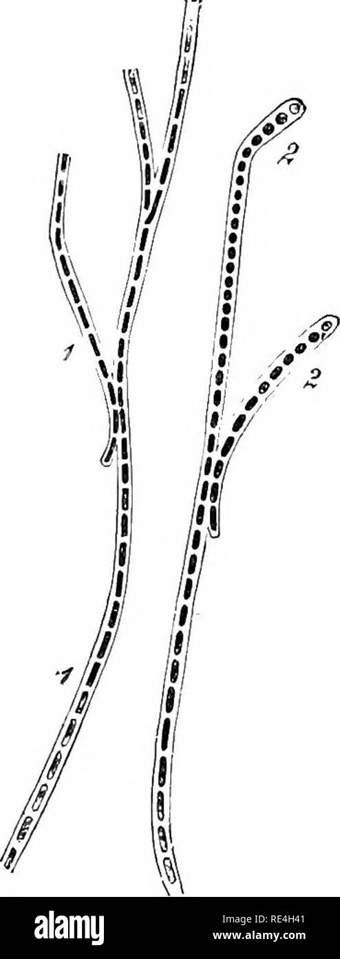. Microrganismi e malattia. Un'introduzione allo studio di specifici microrganismi. Microrganismi. Microrganismi e malattia [cap. solo apparentemente ramificato, poiché i rami sono thread bloccato soltanto su altri thread lateralmente in corrispondenza di un angolo acuto. Un bacillus può essere visto a stick per un thread e poi a. Figura 66.-Filetti di Cladothrix Dichotoma fortemente ingrandite e colorate con SpiLLER's viola. 1. Le filettature di bacilli. 2. Torula-forme. La guaina è ovunque ben visto. crescono da divisioni di continuo in una lunga catena di bacilli, formando così, come si trattasse di un lato-filiale. Alcune delle t Foto Stock