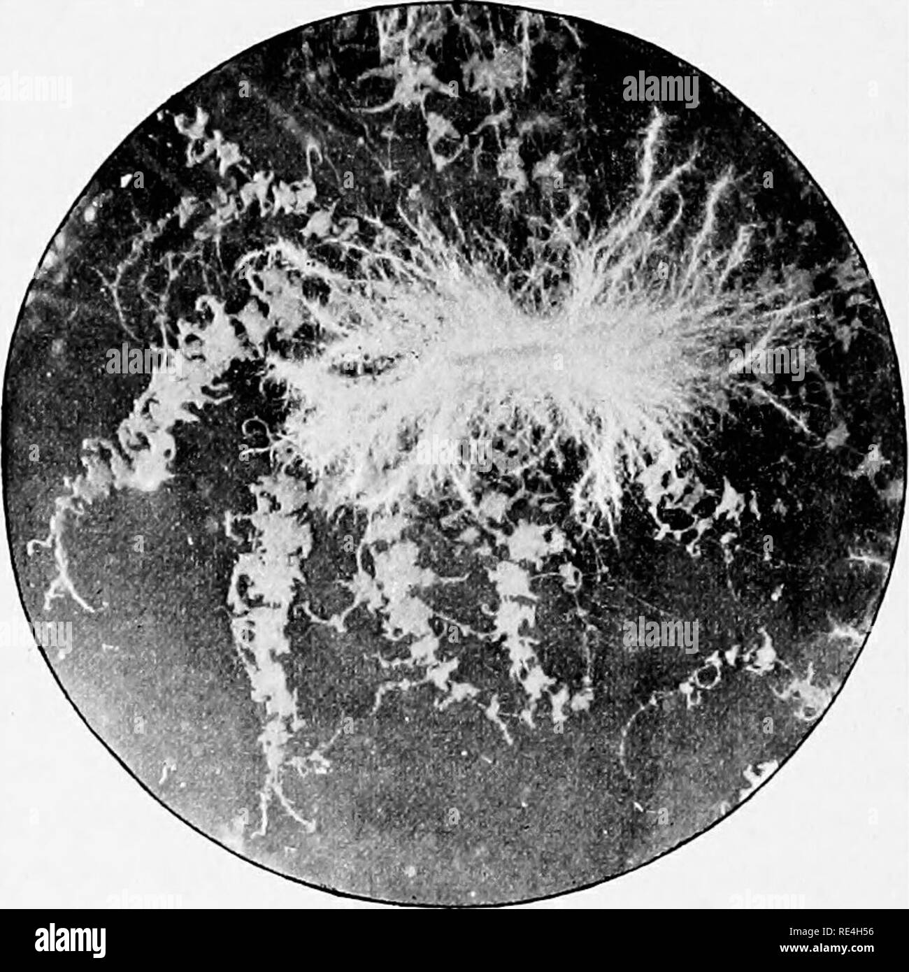 . Microrganismi e malattia. Un'introduzione allo studio di specifici microrganismi. Microrganismi. 186 MICRORGANISMI E MALATTIA [cap. si verifica frequentemente in putrefazione di materia organica; in le carni che sono state esposte ad aria e sta subendo la corruzione è spesso associata con Proteus vulgaris. Le sue colonie in gelatina nutriente sono molto caratteristica (Fig. 58) : già dopo ventiquattro, meglio dopo quarantotto ore di incubazione, di colore biancastro punti sono visto che sono costituiti da numerose. Fig. 58.-l'impressione di una colonia nella piastra di gelatina di Proteus Zenkeri. Ingrandito con un vetro bundle Foto Stock