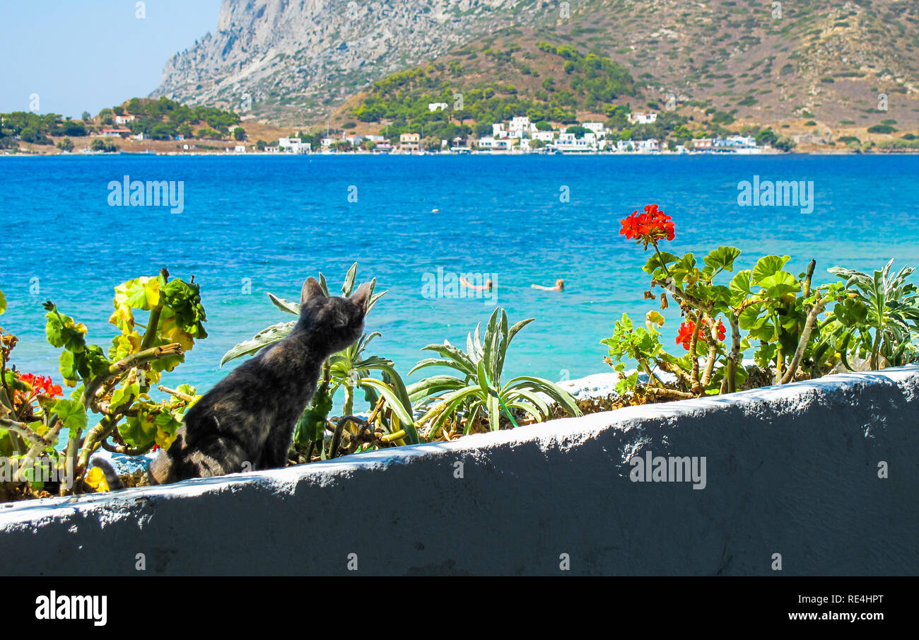 La Kitty Cat è attentamente guardare la gente nuotare nel mare blu Foto Stock