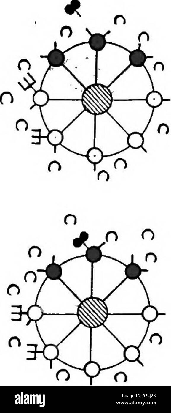 . I principi di batteriologia; un manuale pratico per gli studenti e i medici. Batteriologia. Fig. 54 recettori della 3d ordine (Ehrlich). Fig. 1.-cellula normale, con più ricettivi nnoleeular gruppi. Attaccare antigene (-•.) Complemento in fluidi circostanti=C. Si noti che nessun completnent è fissata dalla cellula ri- ricettori. Fig. 2.-antigene attaccata alla sua specifica affin- ità. Il complemento è in corrispondenza di una volta fissato ("). o" V fig. 3.-Amboceptor con antigene allegata e complemento disimpegnato dalla cella, equilibrio cellulare in tal modo compromessa. ^-^ Fig. 4.-Cella in hypereompensation nello sforzo verso la riparazione. Kxee Foto Stock