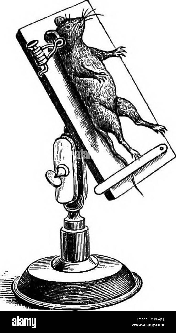 . I principi di batteriologia; un manuale pratico per gli studenti e i medici. Batteriologia. 216 batteriologia di linea e di circa 3 cm. distante. Quando i piccioni sono utilizzati sono tenute con le gambe, la coda e le estremità delle ali in una mano e la testa e la porzione anteriore del corpo nell'altra, lasciando la zona occupata dai muscoli pettorali, oltre che l'inoculazione è di essere reso libero per manipu- lazione. Nel caso di animali da pelliccia i capelli al di sopra del punto scelto per la inoculazione dovrebbe essere strettamente tagliato con forbici, e da una piccola area di piume dovrebbero essere presentate spennate in th Foto Stock