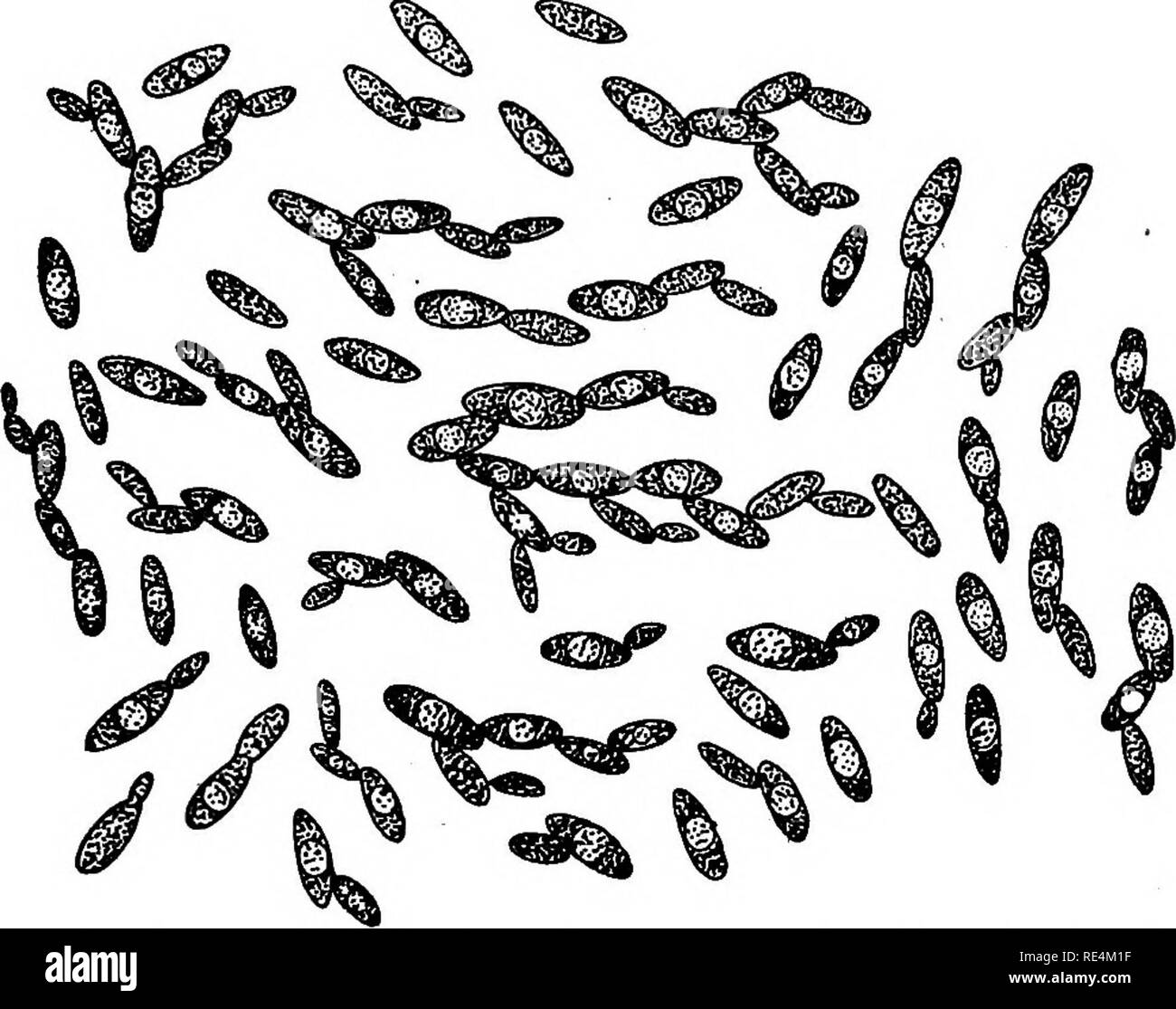 . Pharmaceutical batteriologia. Batteriologia; disinfezione e disinfettanti. Lieviti e muffe 297 genie, sebbene qualche credito con essendo la causa della pellagra. c. Aspergillm fumigatus. Ha detto di essere la causa della pellagra. d. Aspergillus concentricus. Provoca la tigna. Comune nella penisola malese, in Cina e nelle Filippine. Limitato a paesi tropicali. d. Aspergillus flavus. Patogeni. Trovato in cronico dis- cariche da orecchio. e. Aspergillus repens. Molto come (d). Maiale. 72.-Saccharomyces ellipsoides. Molto comune nei prodotti a base di frutta come confetture, gelatine, ecc. Vivere le cellule di lievito mostra in erba di cella Foto Stock