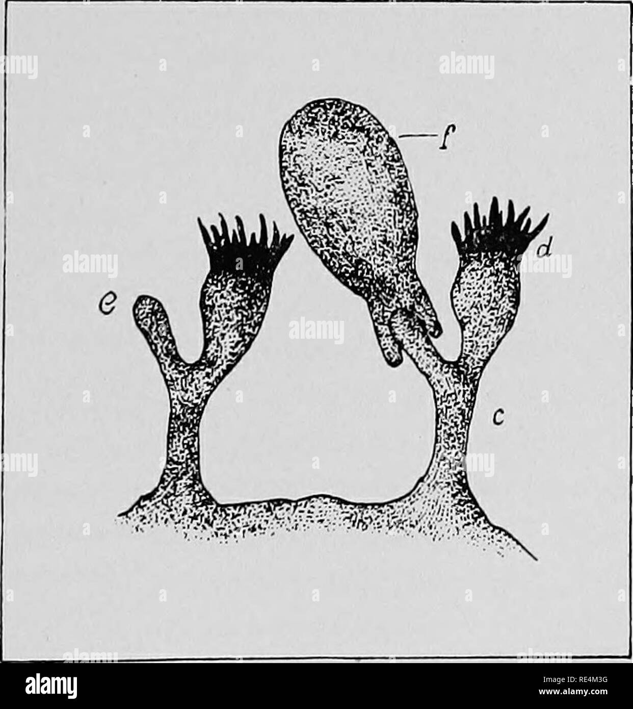 . Pharmaceutical batteriologia. Batteriologia; disinfezione e disinfettanti. Fig. 60.-illustrante i recettori cellulari del primo ordine. Un recettore cellulare (o) unire •con la haptophore (c) ot la molecola di tossina o antigene. La molecola di tossina o anti- gen consiste della haptophore e il toxophore. Il toxophore produce gli effetti tossici sulla cellula, e è il haptophore del recettore cellulare che ha la potenza di •combinando con la molecola di tossina neutralizzando così i suoi possibili effetti tossici. Free-recettori cellulari costituiscono gli anticorpi, e sono sempre pronti a combinare con antigeni o tossine Foto Stock
