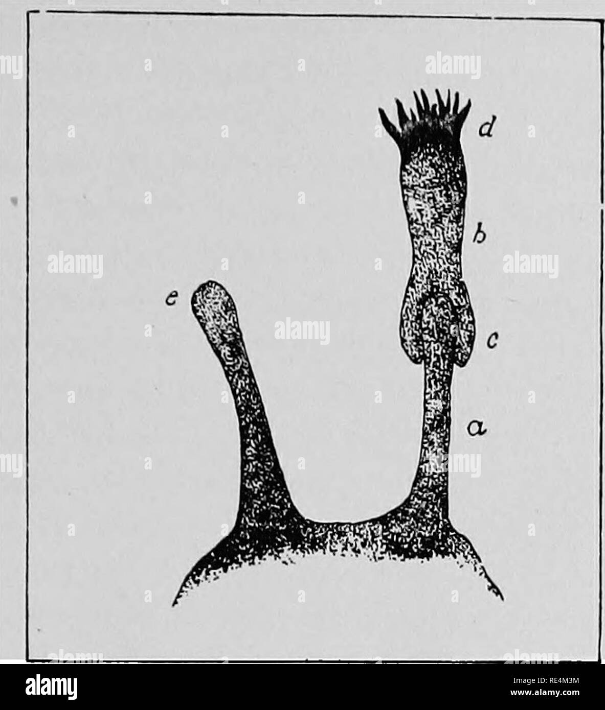 . Pharmaceutical batteriologia. Batteriologia; disinfezione e disinfettanti. Immunologia. Immunità e agenti immunizzanti 243. Fig. 60.-illustrante i recettori cellulari del primo ordine. Un recettore cellulare (o) unire •con la haptophore (c) ot la molecola di tossina o antigene. La molecola di tossina o anti- gen consiste della haptophore e il toxophore. Il toxophore produce gli effetti tossici sulla cellula, e è il haptophore del recettore cellulare che ha la potenza di •combinando con la molecola di tossina neutralizzando così i suoi possibili effetti tossici. Free-recettori cellulari costituiscono gli anticorpi e un Foto Stock