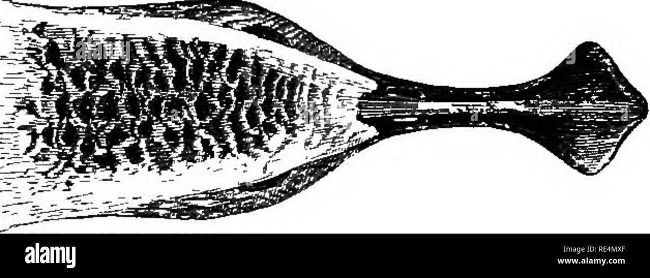. La distribuzione geografica della famiglia Charadriidae, o, plovers, piro-piro, beccaccini, e i loro alleati . Shore uccelli. Jiagnosie. Sinonimia. TRINGA PYGM^A. SPOON-BILLEB SANDPIPER. Tringa rostro prope apicem quam ad basin valde latiore. Variazioni. Si tratta di un un po' fatto notevole che nessuna forma intermedia tra questa specie e di uno qualsiasi dei suoi alleati è stato scoperto. Platalea pygmaea, Linneus, sist. Nat. i. p. 140 (1758) ; Linn. Sr/st. Nat. i. p. 231 (1766). Eurinorhynchus griseus e Nilsson, Orn. Suec. ii. p. 29 (1821). Eurinorhynchus pygmaus {Linn.), Boie, his, 1826, p. 979. Eurhynor Foto Stock