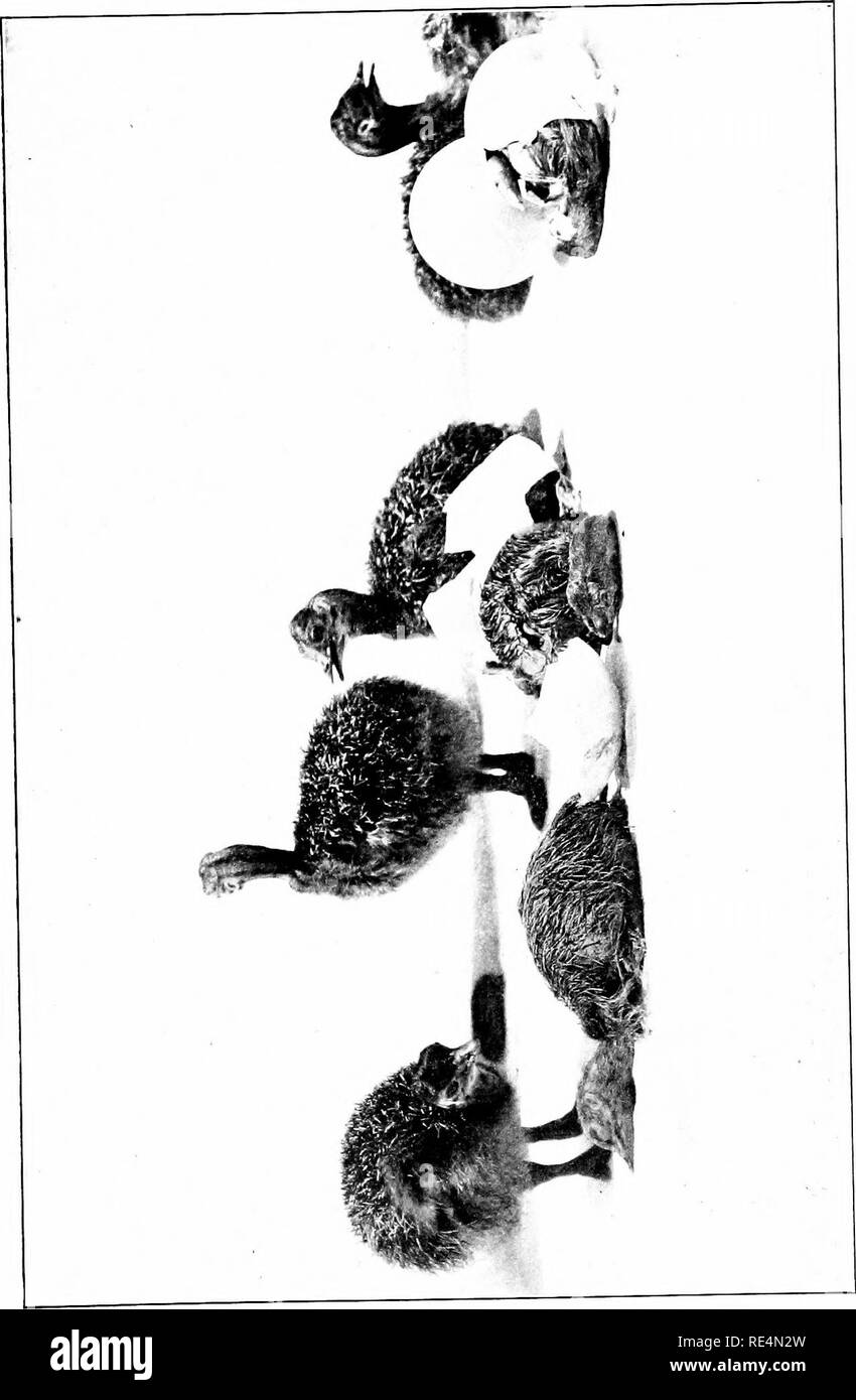 . L'uccello, la sua forma e funzione. Gli uccelli. . Si prega di notare che queste immagini vengono estratte dalla pagina sottoposta a scansione di immagini che possono essere state migliorate digitalmente per la leggibilità - Colorazione e aspetto di queste illustrazioni potrebbero non perfettamente assomigliano al lavoro originale. Beebe, William, 1877-1962. New York, Holt Foto Stock