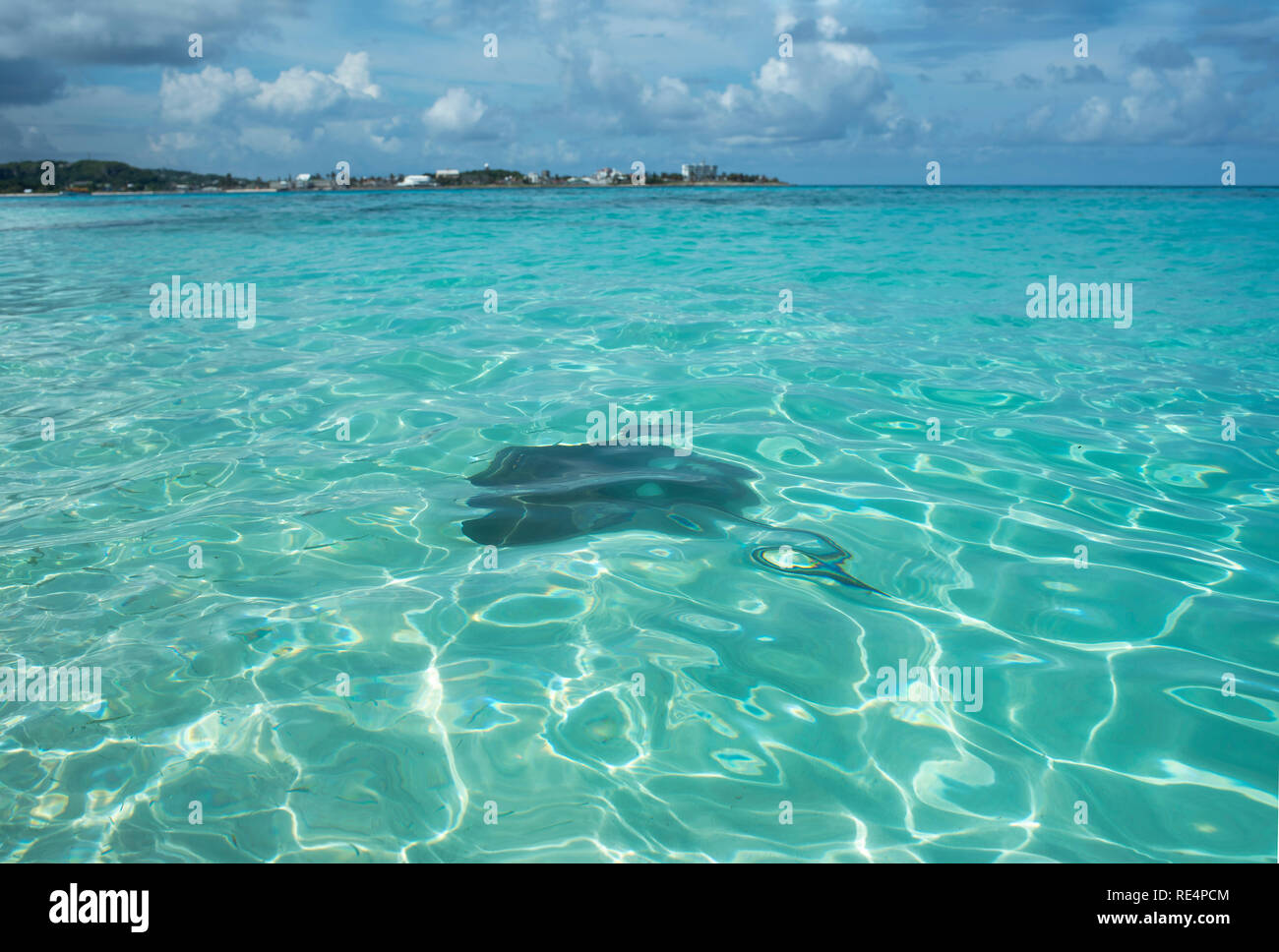 Caribbean Sea Life: stingray nuotare intorno al Mare di sette colori. Johnny Cay, San Andrés isola, Colombia. Ott 2018 Foto Stock