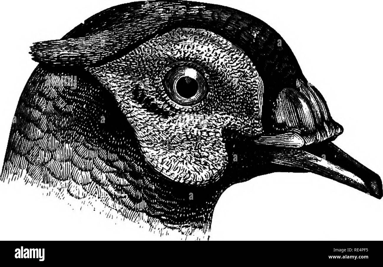 . Fagiani : la loro storia naturale e gestione pratiche . Fagiani. 50 FAGIANI FOB converte e voliere. cantieri. Per questi i fagiani tiy sull'approccio improvvisa di pericolo durante il giorno e spiare c fino a quando la sveglia è finita". A volte è desiderabile fornire i desideri di massa occulta per uccelli giovani in piantagioni di abete dove vi è solo un breve tratto di erba. La modalità readiest di fare questo è 10 utilizzare i rifili di siepi, rami e cime di alberi; quest'ultimo dovrebbe essere tagliato su un cantiere lunga e bloccato in fori realizzati con un palanchino. L'erba alta presto cresce in tra i bastoncini, un Foto Stock