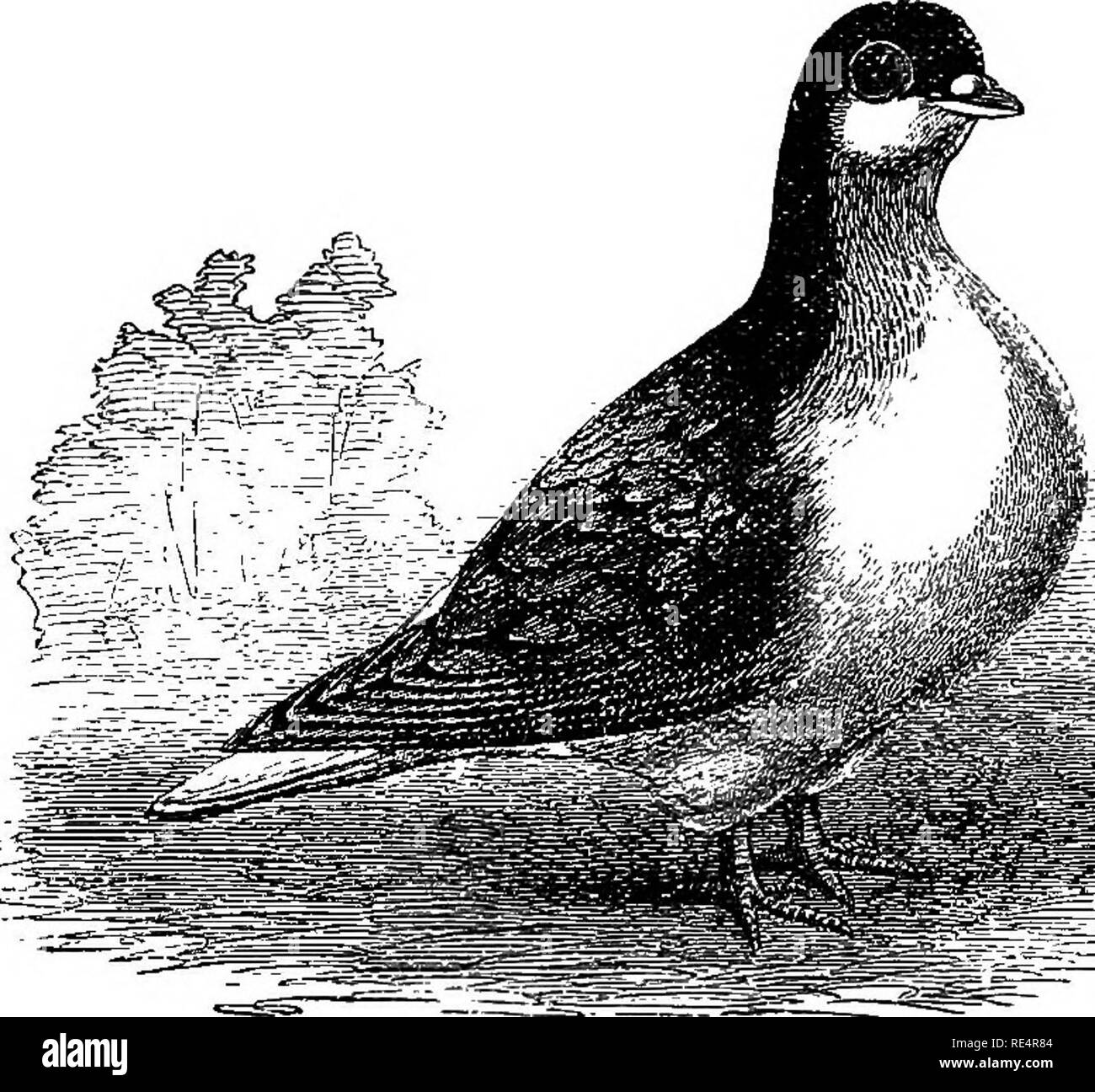 . La pratica di Pigeon keeper. I piccioni. Indiano piccioni di fantasia. 199 per ottenere buoni rossi e gialli. Sembra,-vipon tutta, è probabile che questi uccelli erano gli stock originale del nostro presente inglese vettori. Indiani di piccioni, che meglio noto è generalmente chiamato con il nome di Lahore. Di questi molti esemplari di lepre raggiunto in Inghilterra, tutte di uno stesso tipo. Come così importato in Indiana. Lahore. navi, di Lahore è un piccione largish di plvimp fare, e piuttosto pesante-cercando, con piuttosto breve, pulire le gambe. La testa è di tipo comune, con un piuttosto spesse becco, l'occhio avente attorno ad esso un piccolo rosso cere. Th Foto Stock