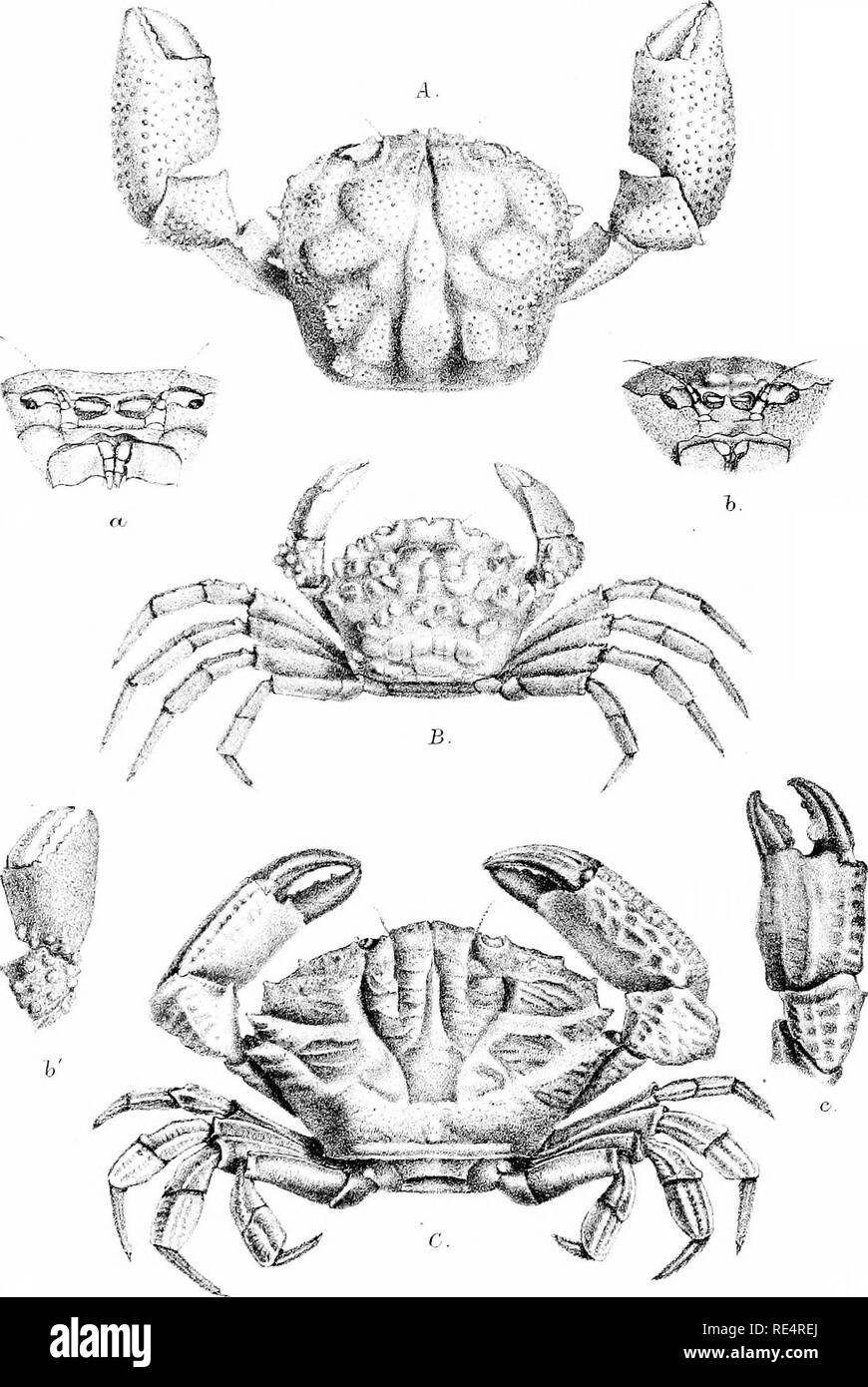 . Relazione sulle collezioni zoologiche fatte nell'Indo-Pacifico oceano durante il viaggio di H. M. S. 'alert' 1881-2. Avviso (Sloop : 1856-1895); Zoologia; Zoologia; Zoologia; spedizioni scientifiche. ' 'AlEH T MEl J1<IE-S . C 01,1., b . M . FIJI.. Rntt.Mor£!Hxs,del et lil.k Mmlfti-'n Br'os.imp, FvgA. Galefw^ grarmLodxx.. Fi^.B.HcLLuTnsde, coppbnxj&amp;RH. Fig.CXantho rriMjcgULwrcv^t.. Si prega di notare che queste immagini vengono estratte dalla pagina sottoposta a scansione di immagini che possono essere state migliorate digitalmente per la leggibilità - Colorazione e aspetto di queste illustrazioni possono non assomigliare perfettamente l'originale Foto Stock