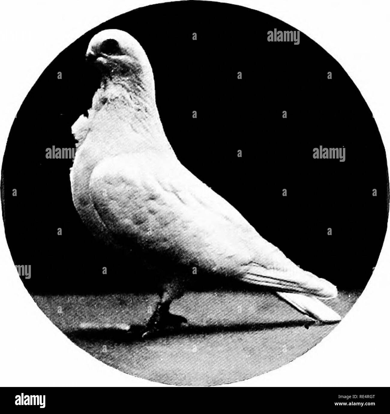 . Il libro di piccione. I piccioni. Il sig. J. L. BURGESS S bianco gufo africano. Primo e particolare al Crystal Palace, 1907, e vincendo il ^15 SFIDA SILVER CUP al CIREN- CESTER PER LA MIGLIOR piccione in I908 e i909, oltre a vincere una dozzina di primati e offerte a livello provinciale mostra.. Si prega di notare che queste immagini vengono estratte dalla pagina sottoposta a scansione di immagini che possono essere state migliorate digitalmente per la leggibilità - Colorazione e aspetto di queste illustrazioni potrebbero non perfettamente assomigliano al lavoro originale. Osman, Alfred Henry. Londra, G. Newnes Foto Stock