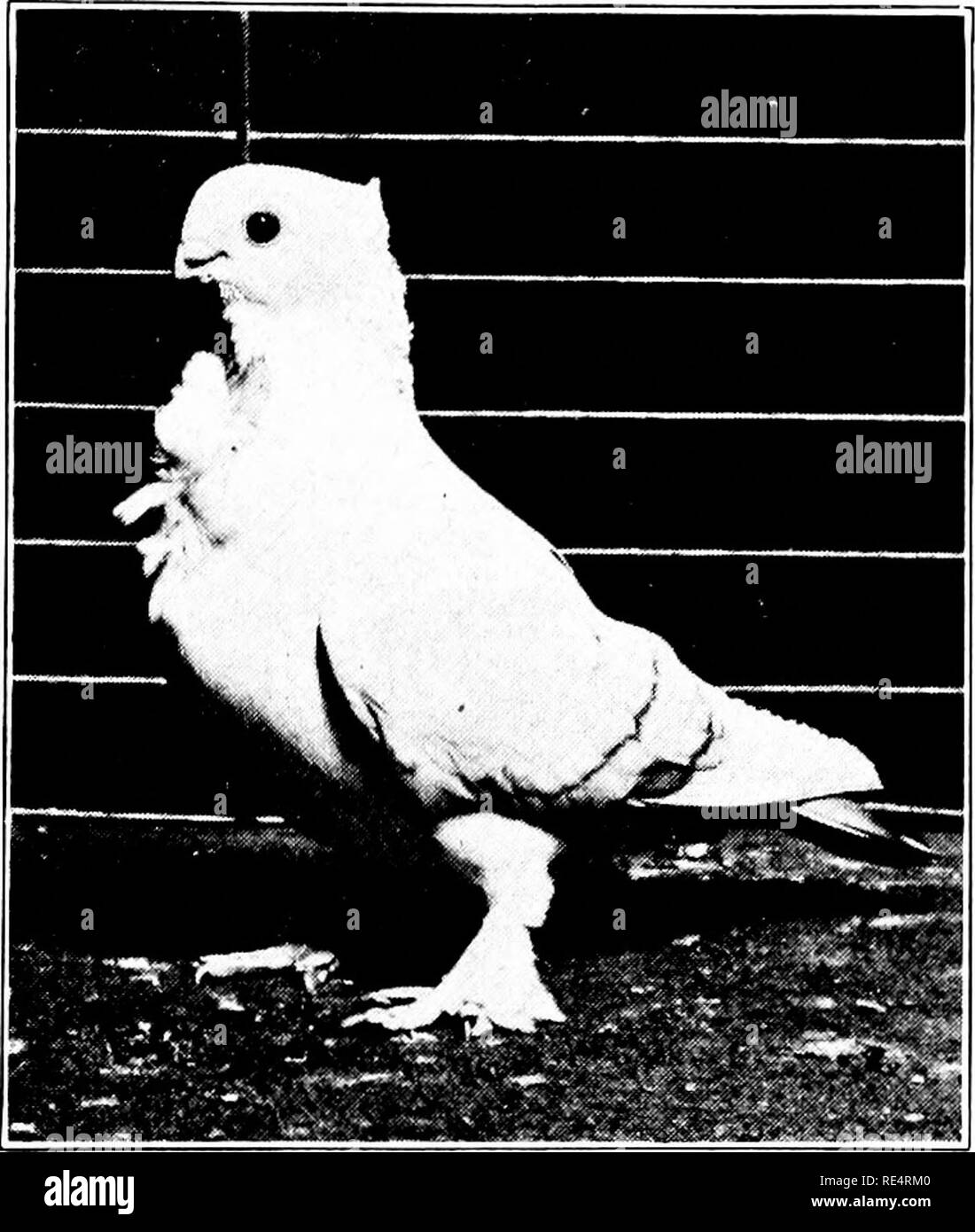 . Piccione redditizio allevamento; un manuale pratico che spiega come allevare piccioni con successo,--se come un hobby o come un esclusivo business. I piccioni. Razze di fantasia 225: balze orientali tra i più popolari di razze di fantasia troviamo le balze orientali in piedi fuori molto chiaramente. Essi sono molto attraenti e rendono ideale mostra gli uccelli che senza dubbio gli account per la loro grande popolarità.. Balza orientali allevati da John Buschcr, St. Louis, Missouri la testa è grande e rotondo, essendo foi'mcd in una curva continua dal retro cranio a becco e da golfare a golfare witli senza tacche o flatnes Foto Stock