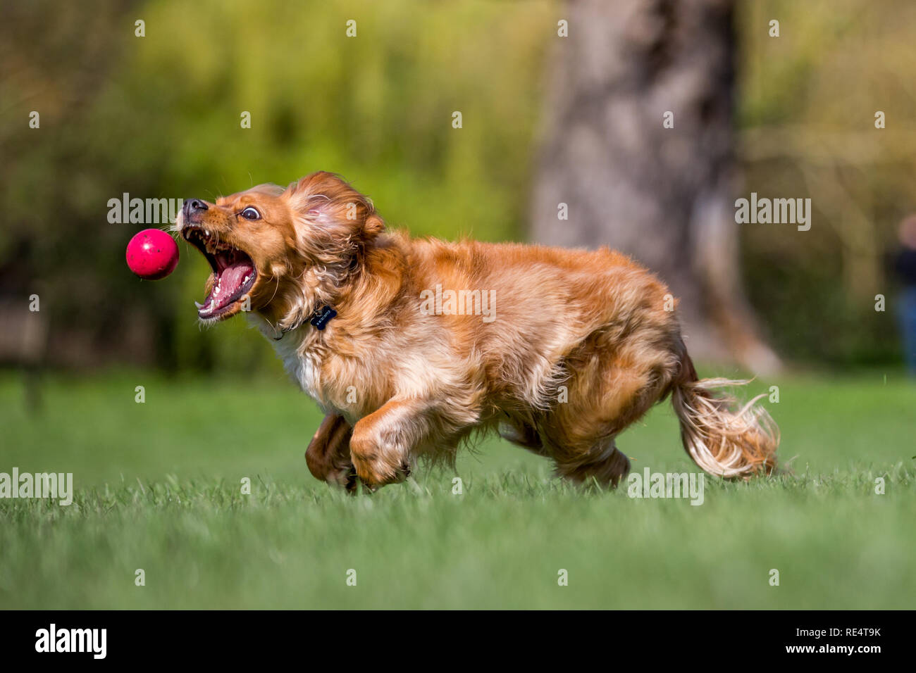 Spaniel puppy racing per la cattura di una sfera. La riproduzione sull'erba in un parco. Una giornata di sole. lato di fronte alla fotocamera Foto Stock