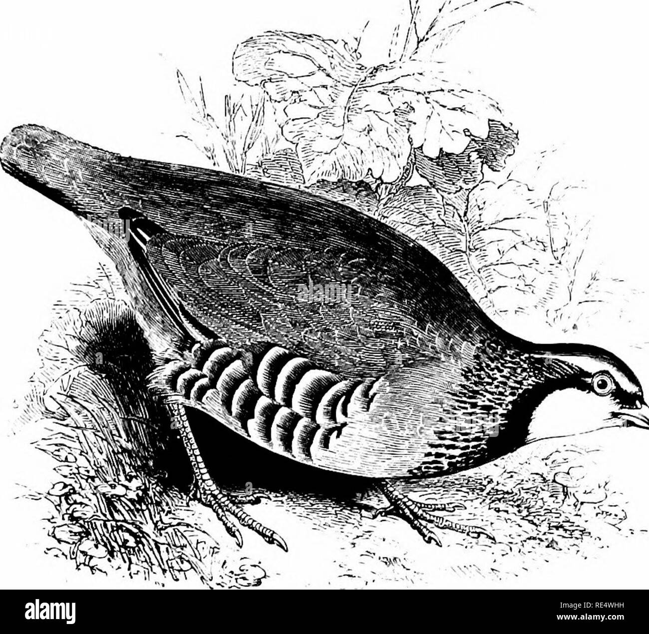 . Un manuale illustrato di uccelli britannico. Gli uccelli. PHASIANID^. 503 5 /â : â"¢. .;SÂ£^ ^4, "^^^V ' le Pernici rosse. Caccabis rx)fa (Linnaeus). Questo speciesâoften chiamato Partridgeâbelongs francese per un gruppo ben definito; i cui membri resembl^ eaah altri nella loro parzialità di secco o distretto montuoso^ il loro principale pattern di colorazione, la somiglianza tra i due sessi in {)lumage, e la presenza di speroni smussati sulle gambe dei maschi. Il Red-gambe par- tridge è stata acclimatata in Inghilterra circa 1770, quando grandi numeri di-, ^gs- erano schiuse sotto fow domestico Foto Stock