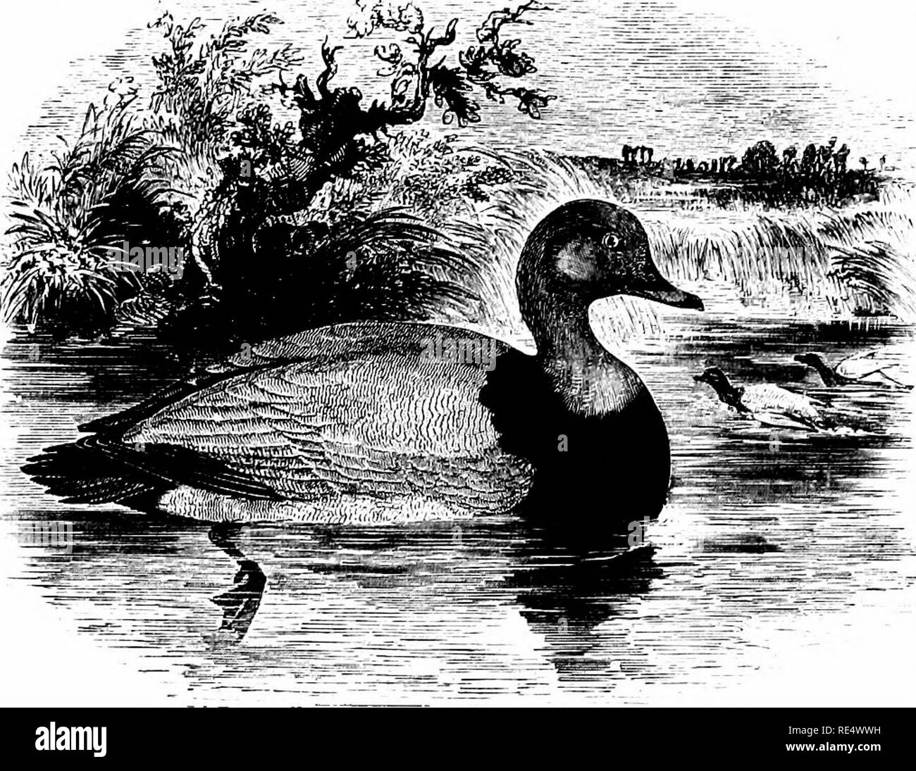 . Un manuale illustrato di uccelli britannico. Gli uccelli. ANATID/E. 443. Il comune POCHARD. FuLfcuLA ferIna (Linnjeus). Questa specie è anche noto con i nomi " Red-headed Poker " o " red-eyed Poker " nel caso del maschio, mentre quella di " Dun-bird " è solitamente, ma non esclusivamente, conferiti alla femmina o il giovane. Il Pochard è la principale un freddo-meteo visitatore di Inghilterra, sebbene molto irregolari sia per quanto riguarda i numeri e località. Essa appare di solito inizio in ottobre e lascia nuovamente in primavera; ma molti restano ora di razza su alcuni di'diif wate entroterra Foto Stock