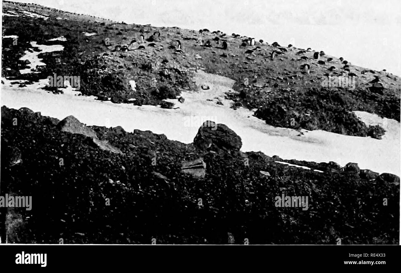 . I pinguini dell'Antartico; uno studio delle loro abitudini sociali. I pinguini. .-/* :-Â"â - v t^ Vir.. G!l. "Quando mik rkoke oi t, tiiev eeoame hei oÂ" ir.Eo". Vc.. (1). Adklir dei nidi sulla sommità del capo Adauk, T(i ki^acii mhicii TIIEV MtST FARE UN THECI PI rciIJ.S C'l:I.Mn di lIMHI EEET 1 Pai/e 9 Â"). Si prega di notare che queste immagini vengono estratte dalla pagina sottoposta a scansione di immagini che possono essere state migliorate digitalmente per la leggibilità - Colorazione e aspetto di queste illustrazioni potrebbero non perfettamente assomigliano al lavoro originale. Levick, George Murray, 1876-. Londra, William Heinemann Foto Stock