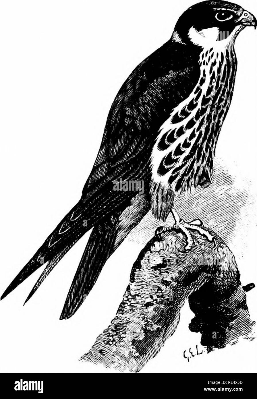 . Un manuale illustrato di uccelli britannico. Gli uccelli. FALCONID^. 349. L'HOBBY. Falco subbiJteo, Lirinseus. L'Hobby appartiene a un gruppo di falchi {Hypotriorchis di molti autori) caratterizzato da notevole ali lunghe e comparativamente breve coda, e piumaggio morbido. Si arriva in Inghilterra in numero ridotto di circa la metà o seconda metà di maggio e ha constatato la razza- ing nelle contee del sud ad occidente Devon, specialmente in Hampshire; in una sola volta con regolarità tollerabile in Essex; meno frequentemente nel Buckinghamshire, Cambridgeshire e Suffolk ; non di rado in Oxfordshire, Berkshire, Norf Foto Stock