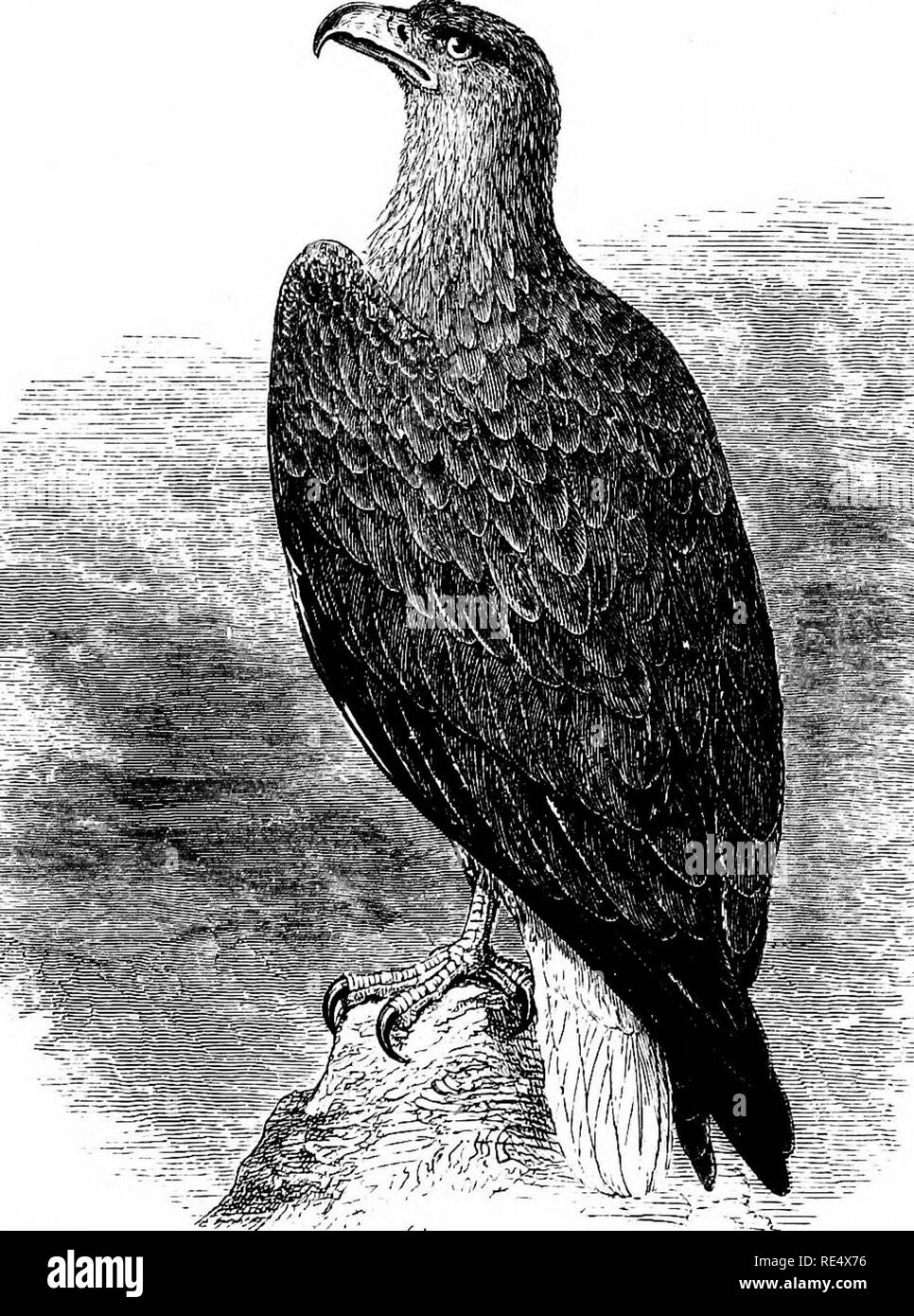 . Un manuale illustrato di uccelli britannico. Gli uccelli. FALCONID^. 329. Il white-tailed EAGLE. Haliaetus ALBicfLLA (Linnaeus). Esempi immaturi di questa specie-chiamato anche Erne, Cinereous o Sea-Eagle-non sono unfrequently osservato nel settore marittimo contee dell'Inghilterra in autunno e in inverno, al momento in cui gli uccelli allevati nelle zone settentrionali dell'Europa sono sulla loro migrazione verso sud, ma adulti sono di molto raro. Negli ultimi cento anni la White-tailed Eagle allevati nell'Isola di Man e del distretto del lago; in tempi relativamente recenti di Galloway, Dumfriesshire, e altri luoghi o Foto Stock