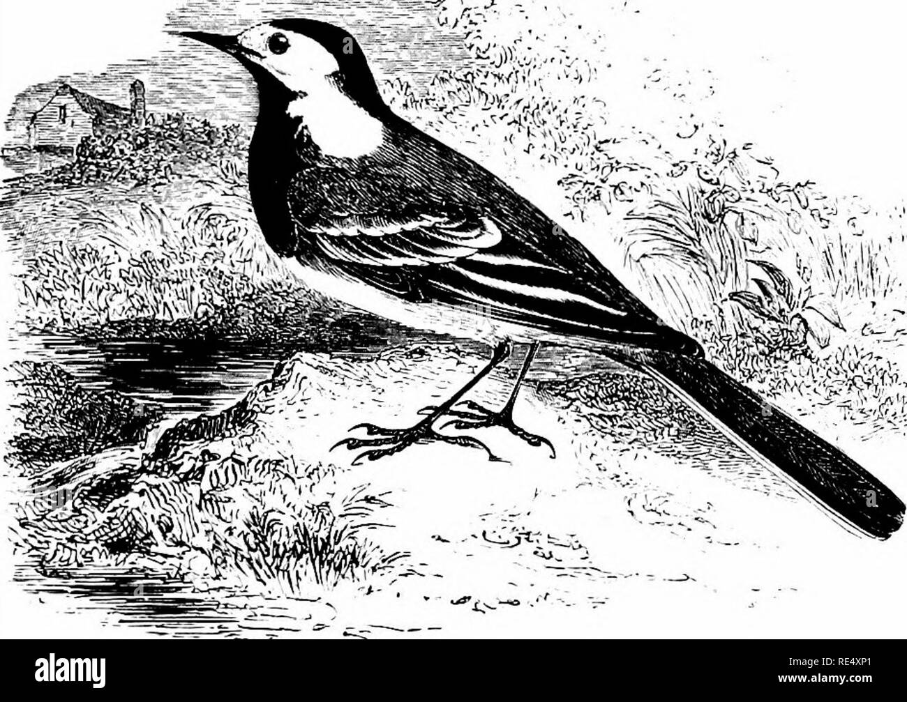 . Un manuale illustrato di uccelli britannico. Gli uccelli. MOTACILLID/E. 123. Il WHITE WAGTAIL. MoTACiLLA ALBA, Linnseus. Questo rappresentante continentale della familiarità specie già descritto è stato riconosciuto per la prima volta in Inghilterra dal defunto sig. F. legame, che hanno trovato due coppie al serbatoio di Kingsbury, Middlesex, in quest'ultima parte del maggio 1841. A partire da tale data si è verificato in un buon numero di contee dell'Inghilterra, non essendo infrequente in Cornovaglia in primavera; il sig. Haigh trovato numerosi nel Galles del Nord sulla molla di passaggi di 1891 e 1897 ; e non è detto che hanno nidificato nel Devon, l'Isola di Wight, Kent, Middlesex Foto Stock