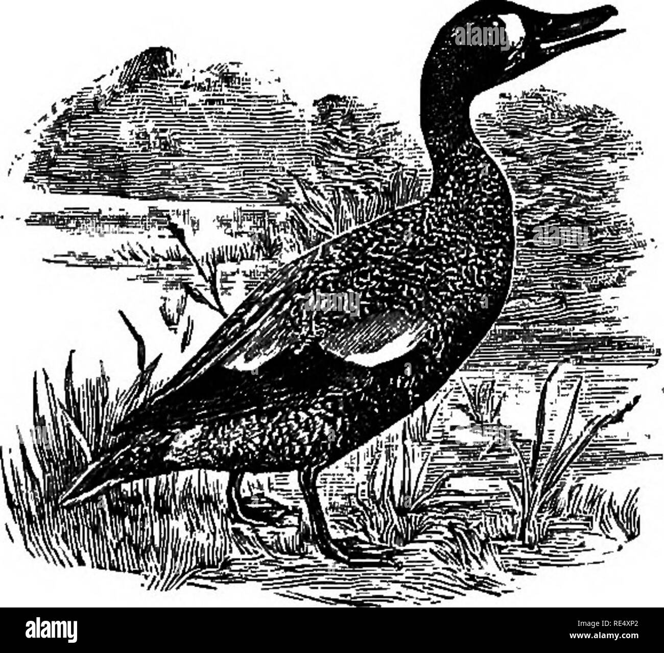 . Uccelli selvatici di ripresa. Contenenti scientifico e pratico le descrizioni degli uccelli selvatici: loro resorts, abitudini, voli e più efficace metodo di caccia di loro ... Caccia; gioco e gioco-uccelli. Capitolo IV Blu-WINGED TEAL. (^Anas Diseors.') Il Blue-Winged Teal è tra i più rapida e sprightliest della specie di anatre. Essi offrono splendidi sport per il cacciatore, perché sono sempre con noi alt una volta caduta precoce inizia con la sfumatura di foresta e campo con il suo autunno colorazioni. Sono delicati, confidando poco . le cose e di vivere, viaggiare e associare insieme nella grande- est l'armonia. T Foto Stock