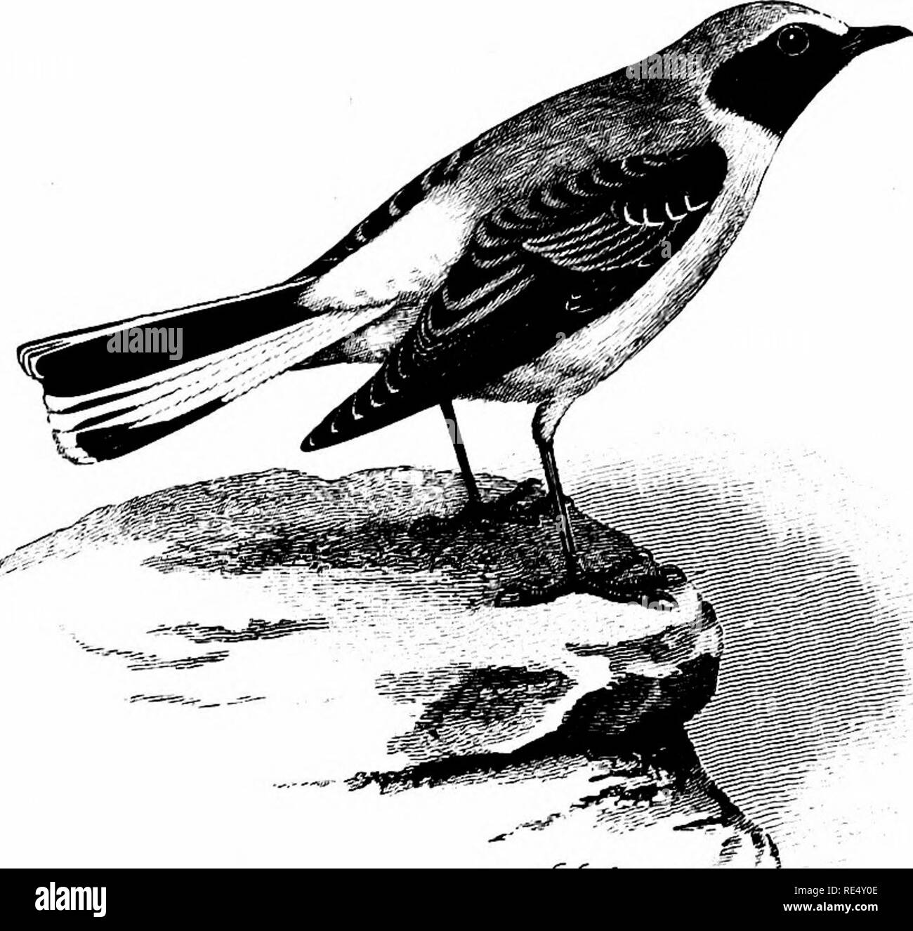 . Un manuale illustrato di uccelli britannico. Gli uccelli. Turbina. 23. ?&Lt;?./.., il nero-throated culbianco. SAXfcOLA STAPAZfNA, Vieillot. Un maschio adulto piumaggio di questa bella specie South-European è stato girato circa del 8 maggio 1875, vicino a Bury in Lanca- shire e successivamente registrato dal sig. R. Davenport, chi e come deve essere sempre eseguita in caso di questi rari visitatori, inviato il campione per la mostra in occasione di una riunione della Zoological Society (P, Z. S. 1878, pagg. 881, 977). Il canto di un uccello, probabilmente di questa specie, è stato visto e ha delineato dal sig. H. B. Hewetson vicino a disprezzare, nello Yorkshire, in settembre ho8th 1892 (Z Foto Stock
